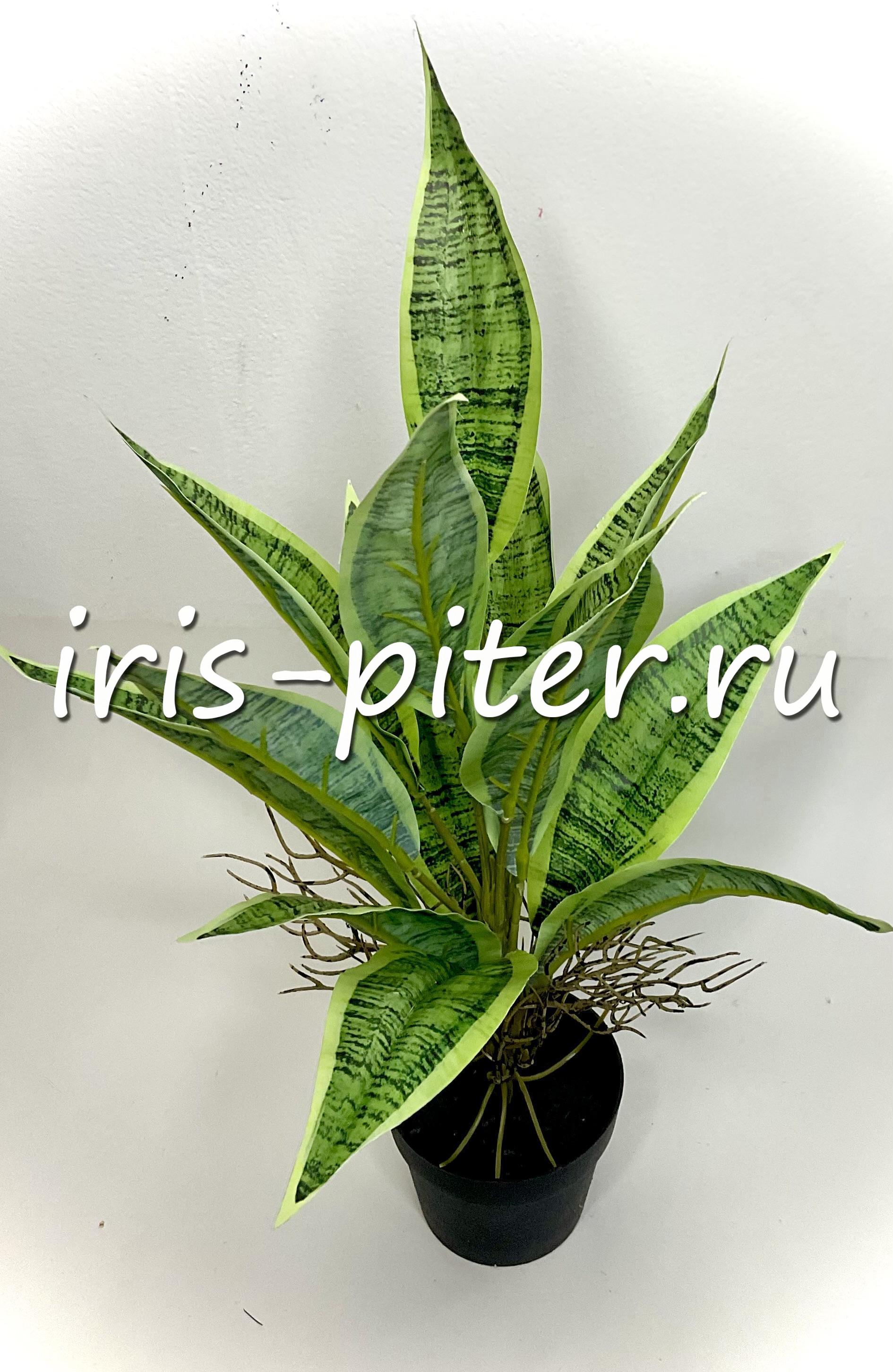 сансевьера в горшке