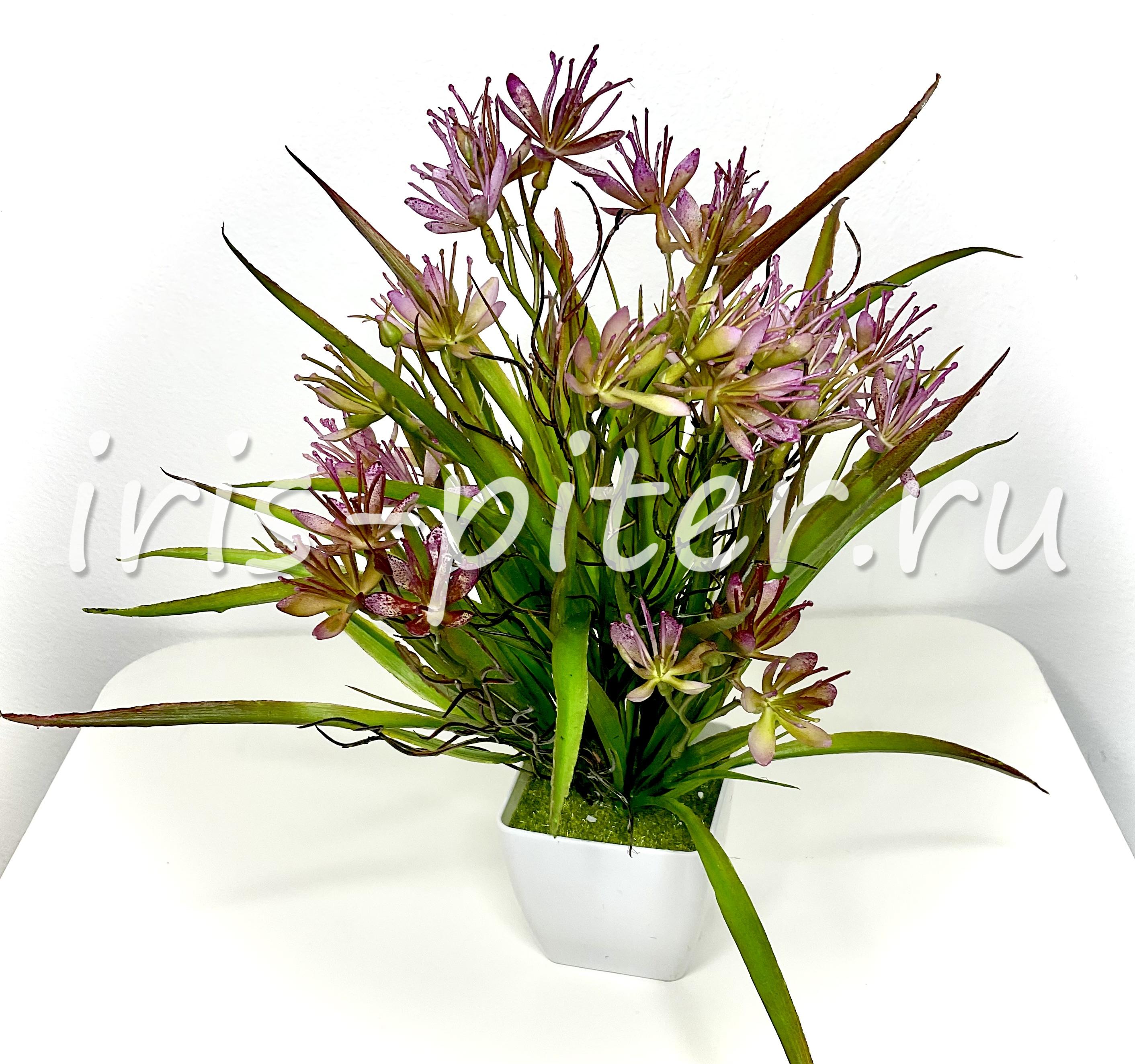 Гейджия в горшке