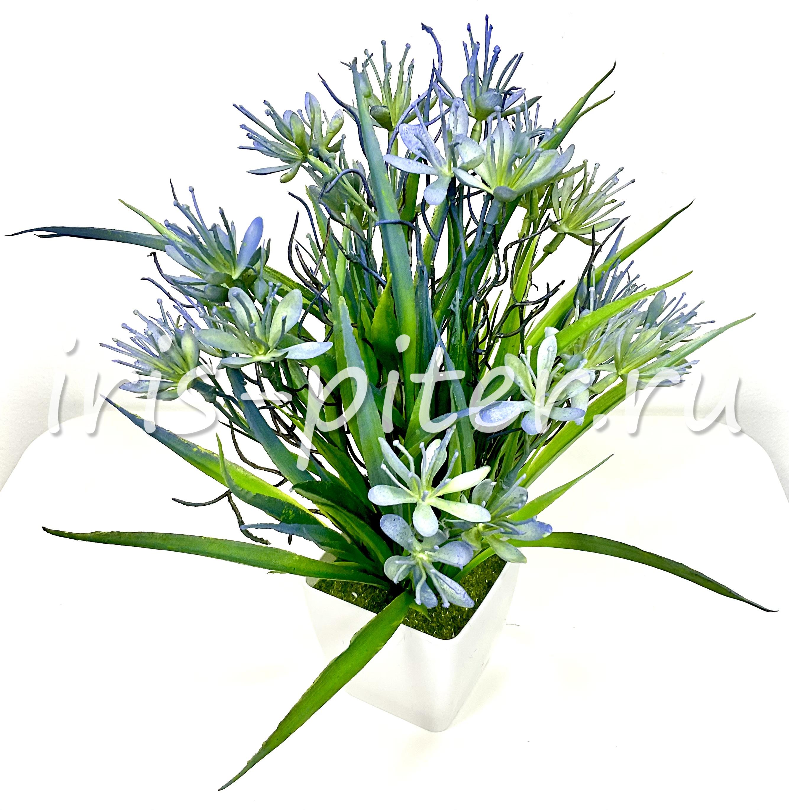 Гейджия в горшке