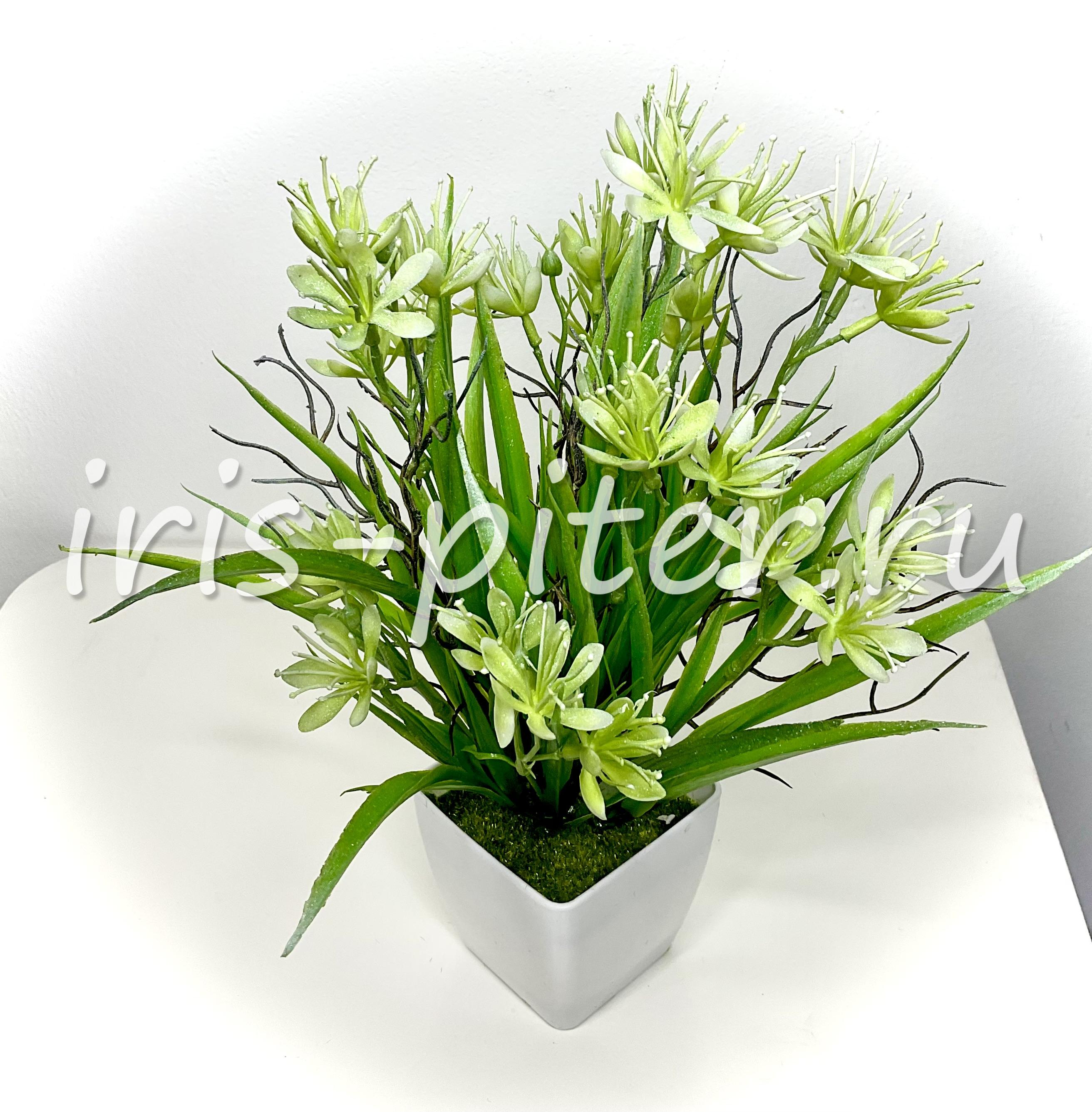 Гейджия в горшке