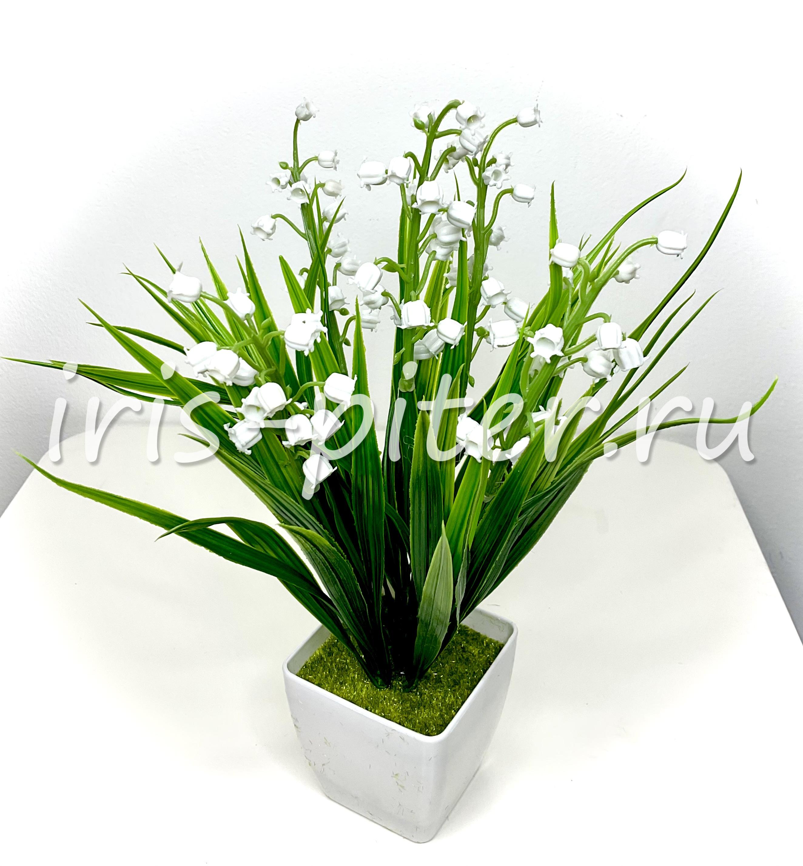 Ландыш с травой в горшке 