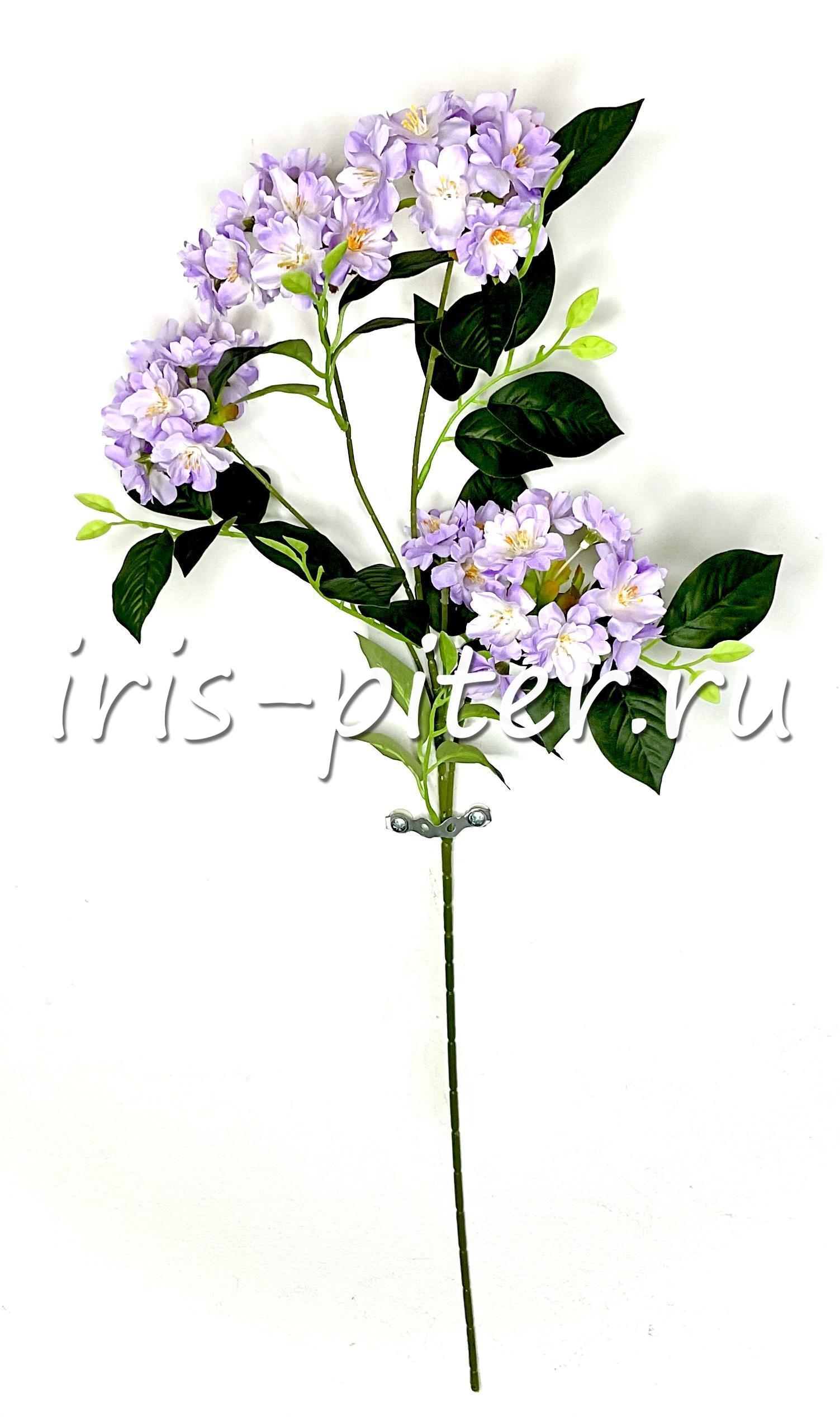 Ветка яблоня