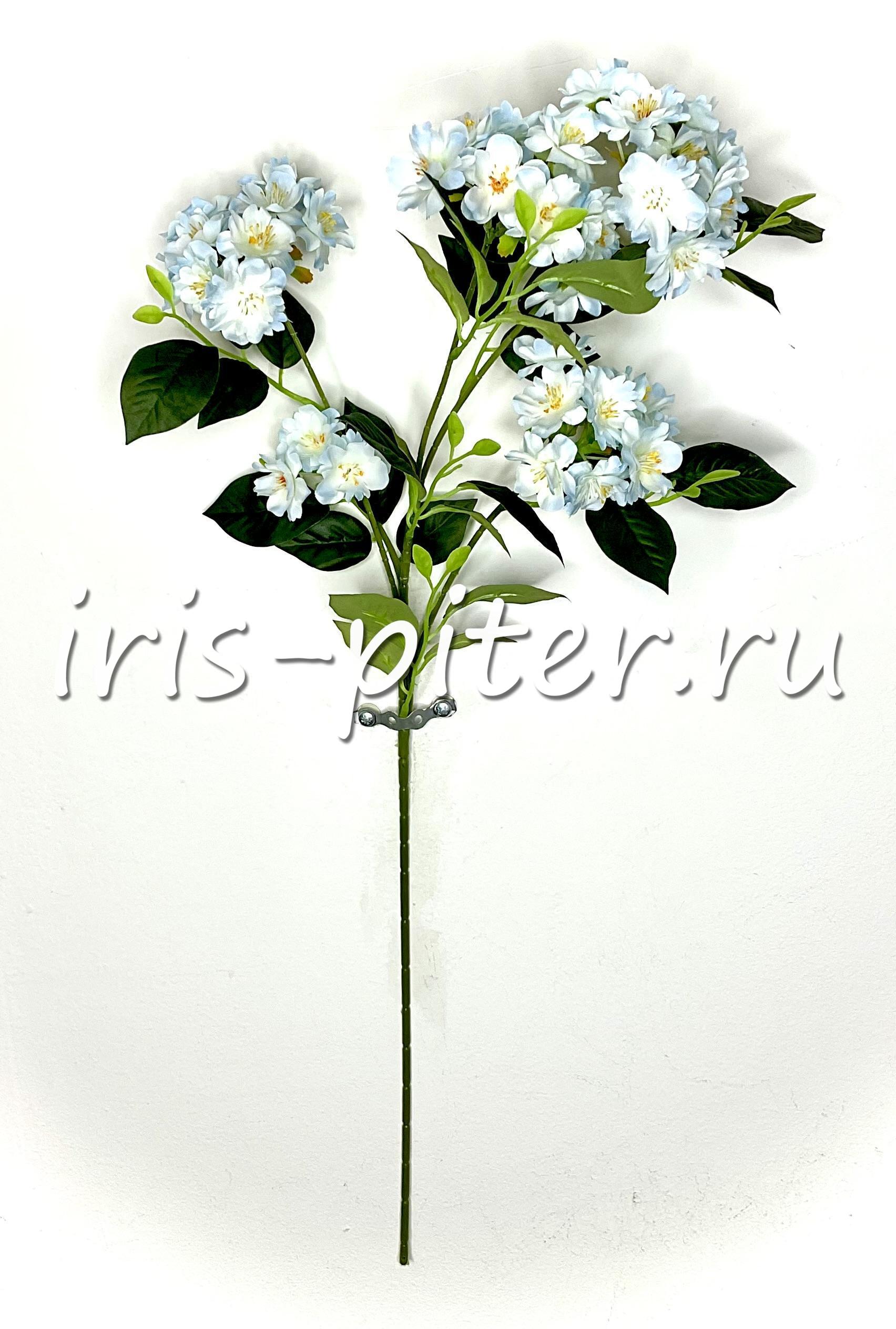 Ветка яблоня