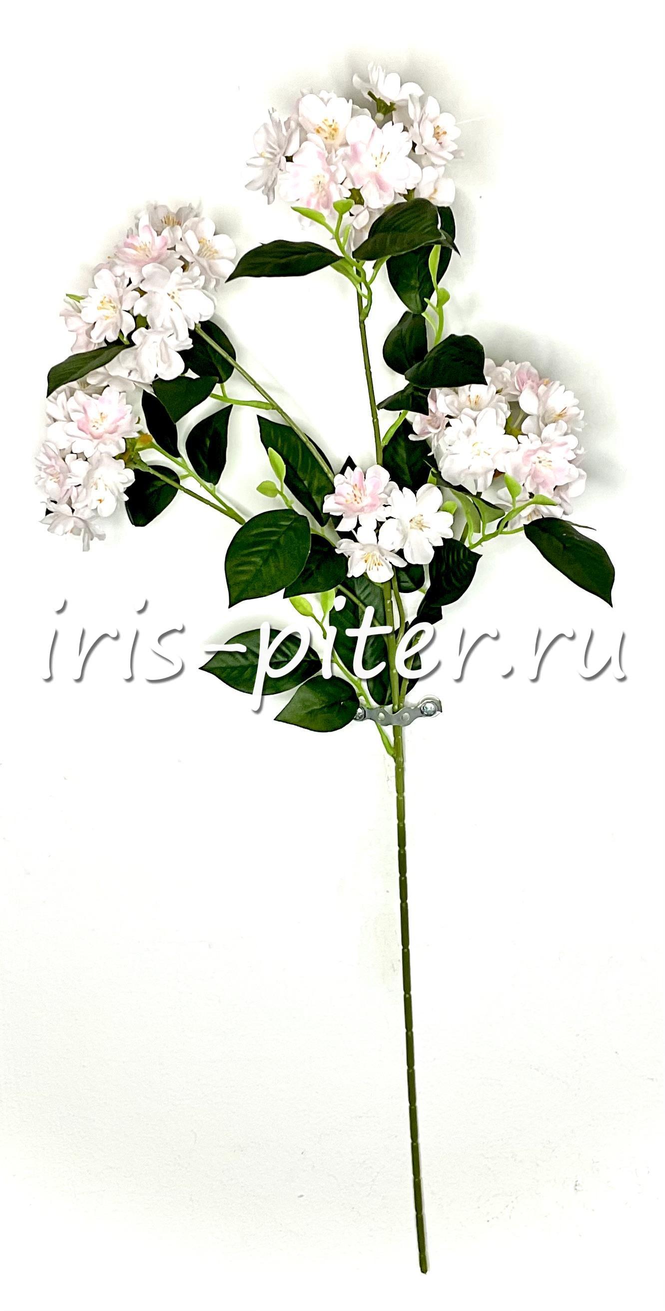 Ветка яблоня