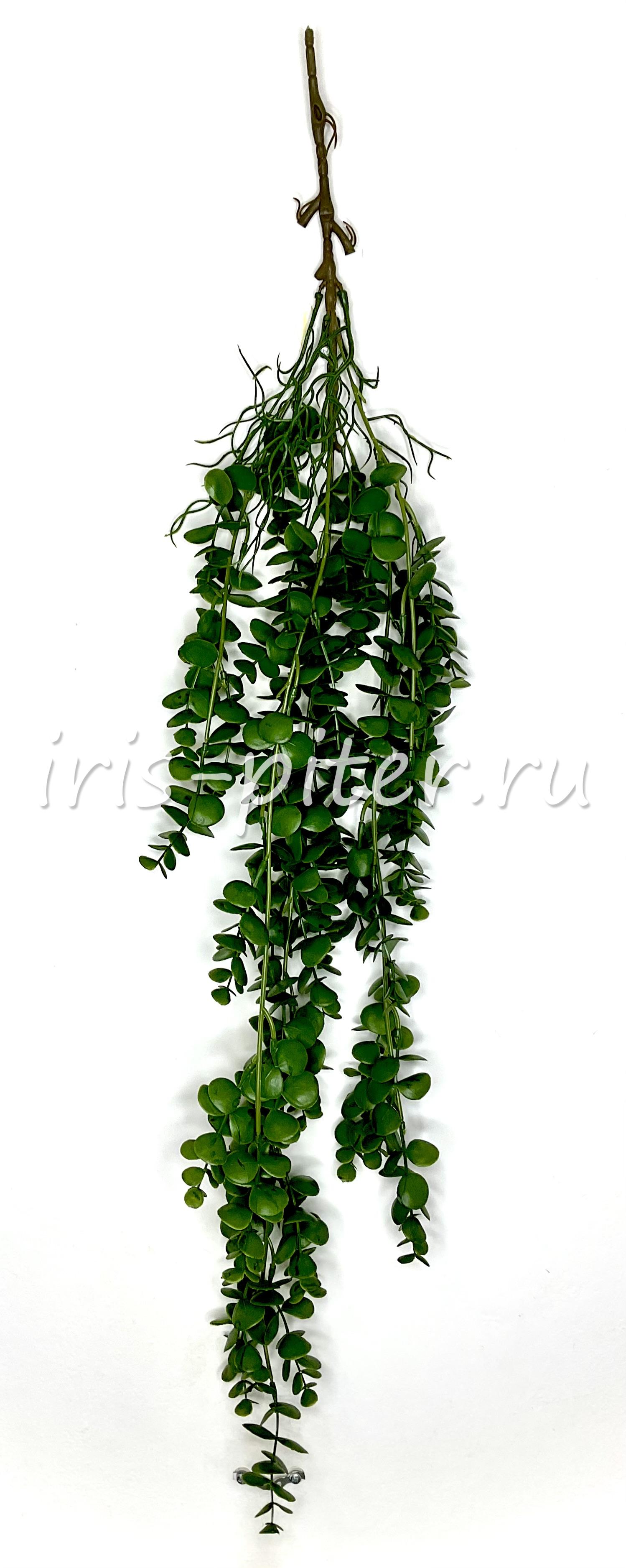 Ветка эвкалипт 