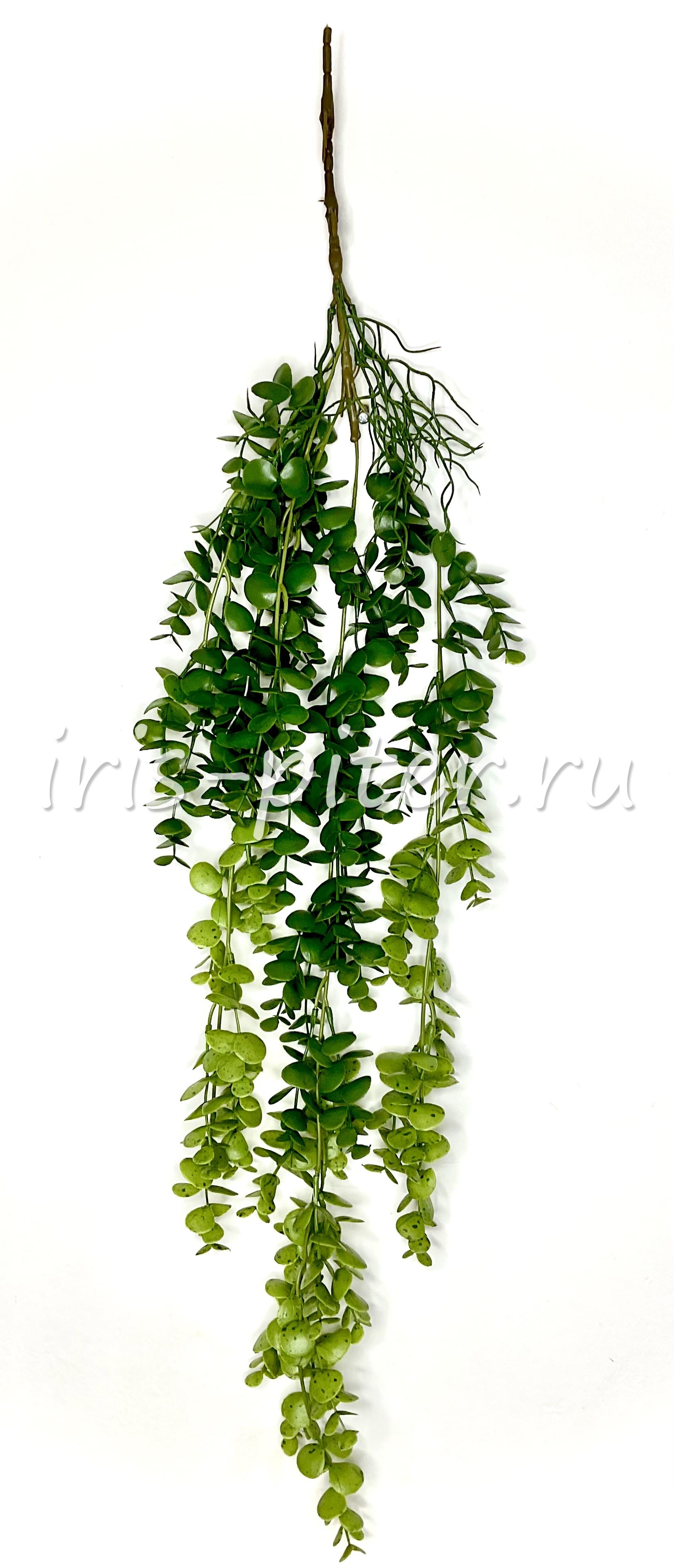 Ветка эвкалипт 