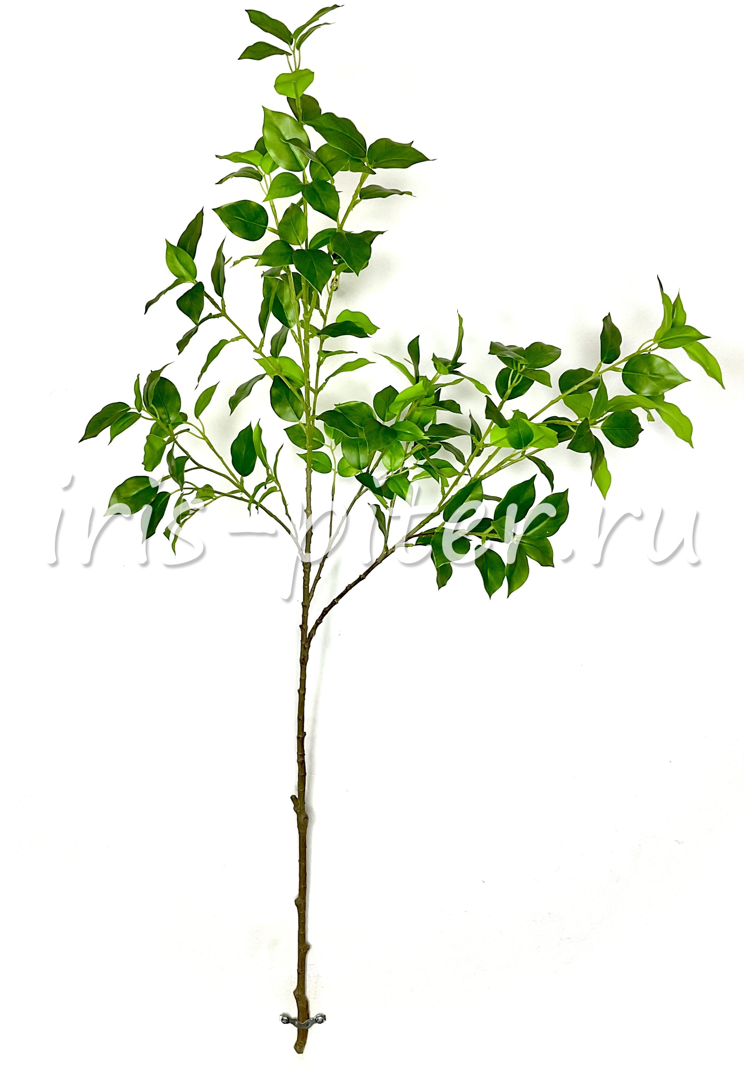 Ветка бенджамин высокая