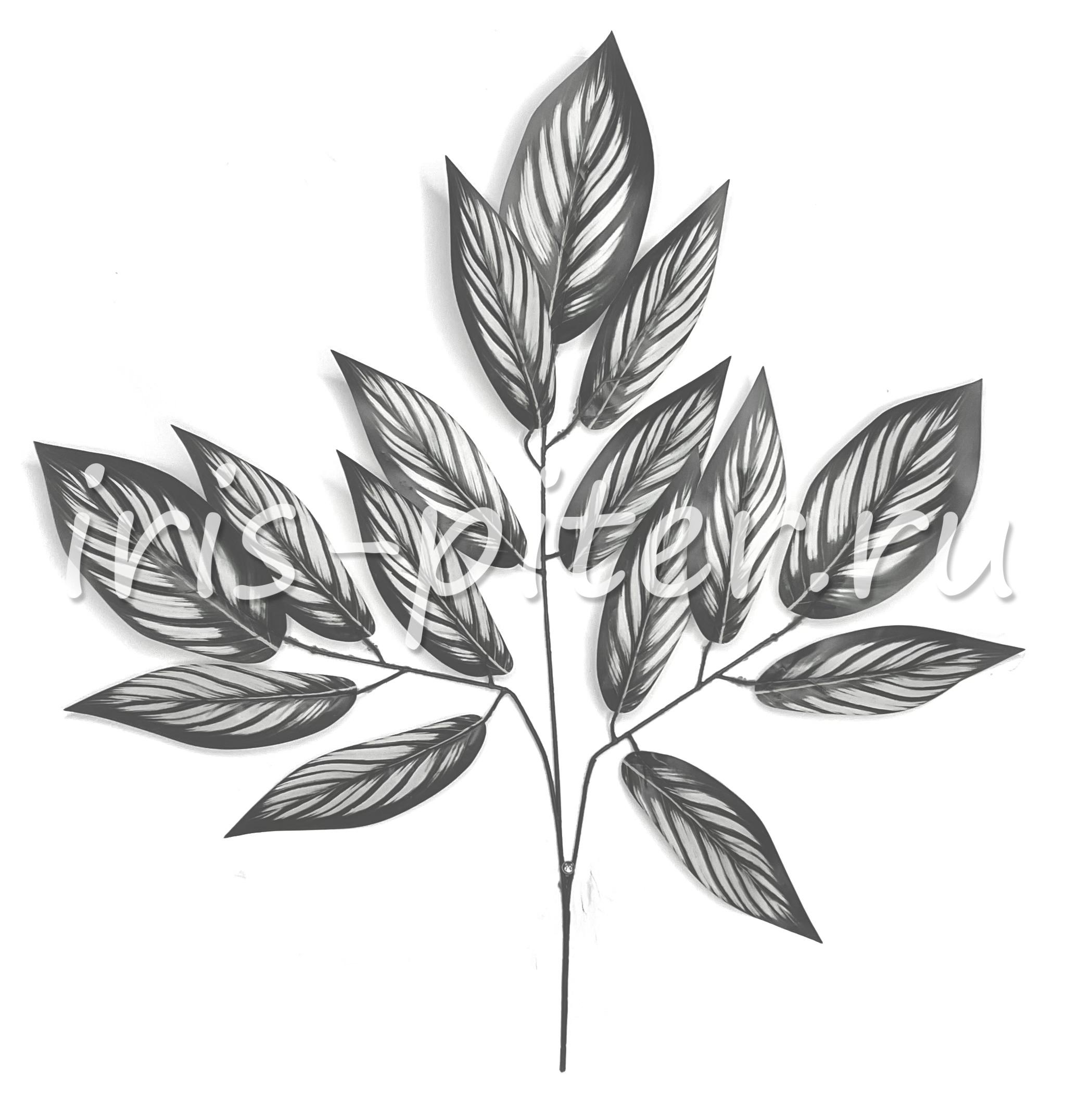 Ветка калатея Витата