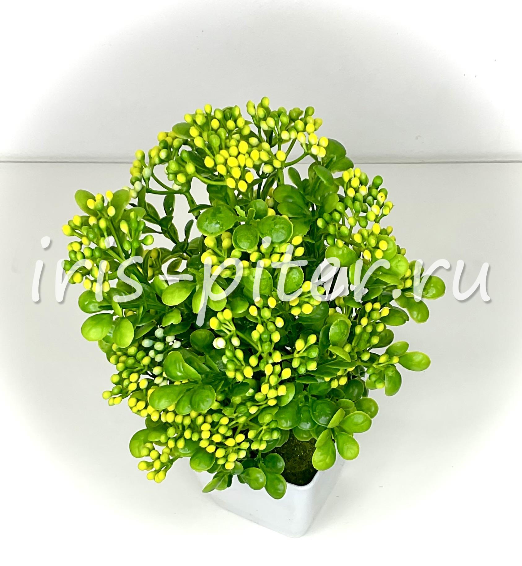 Бузина в большом горшке 