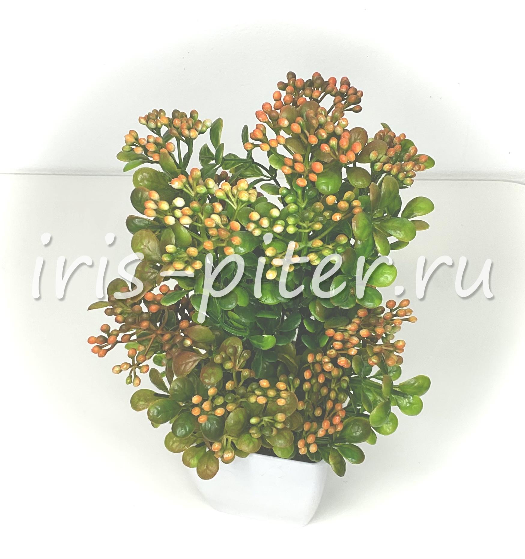 Бузина в большом горшке 