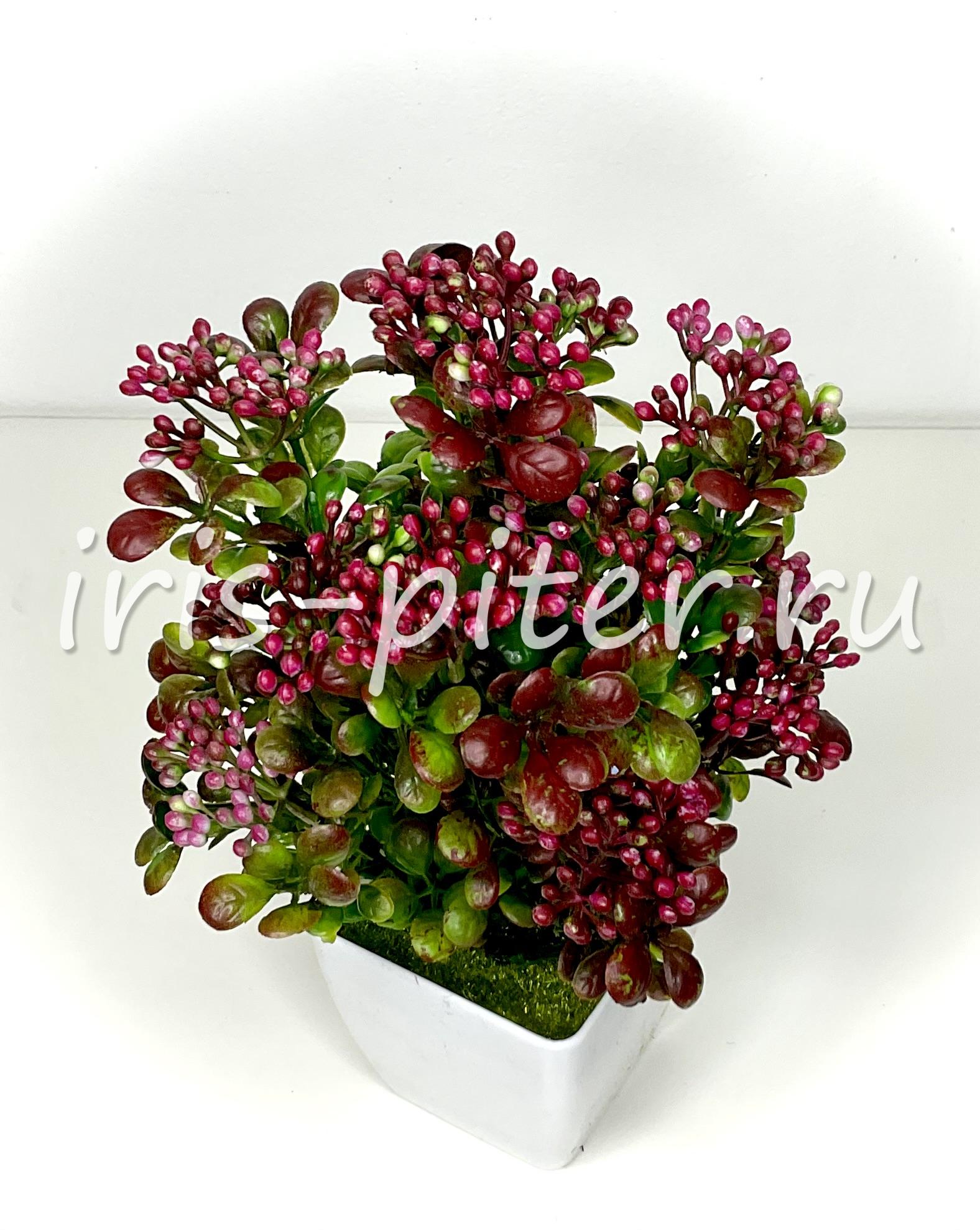 Бузина в большом горшке 