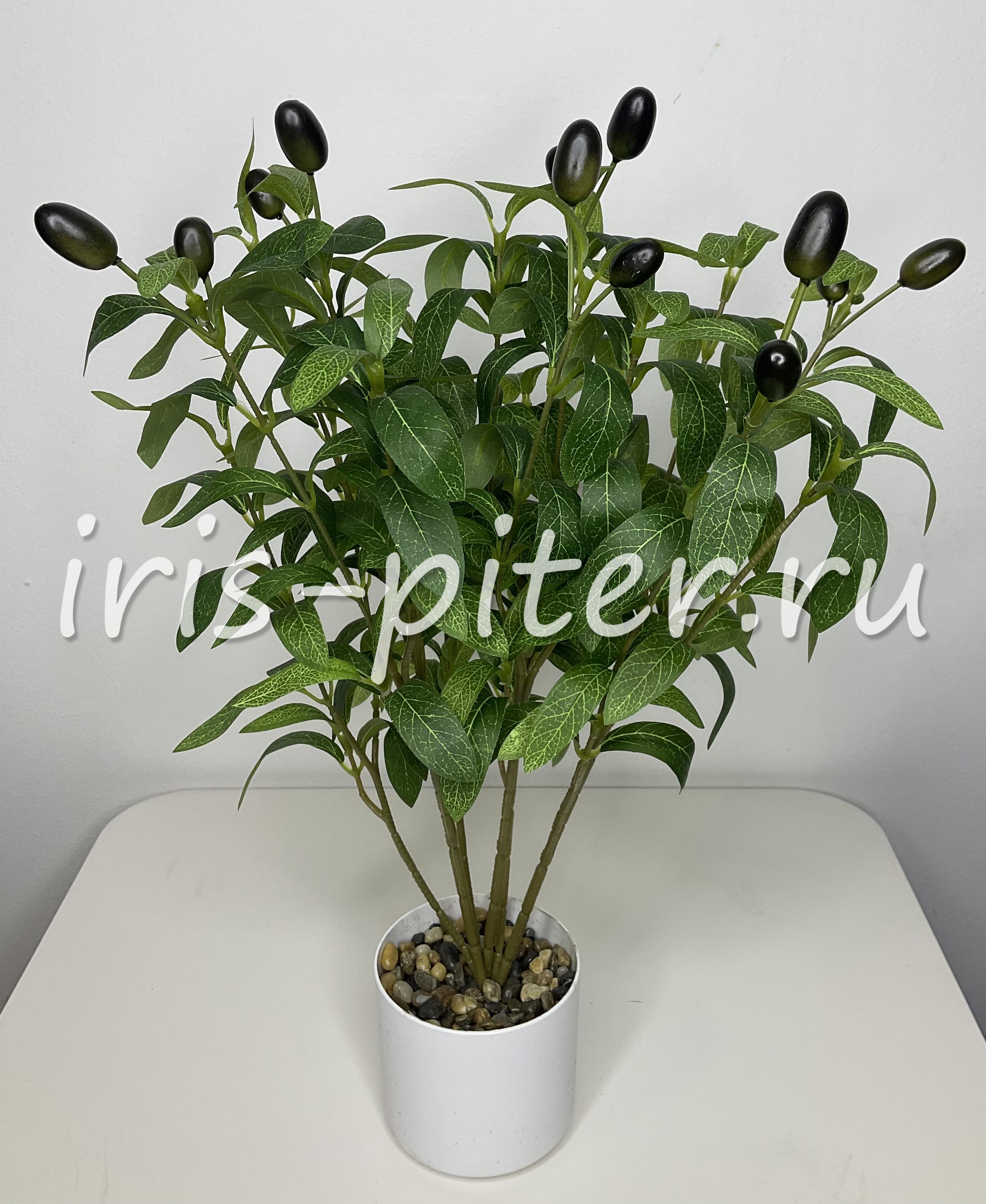 оливковое дерево в горшке 