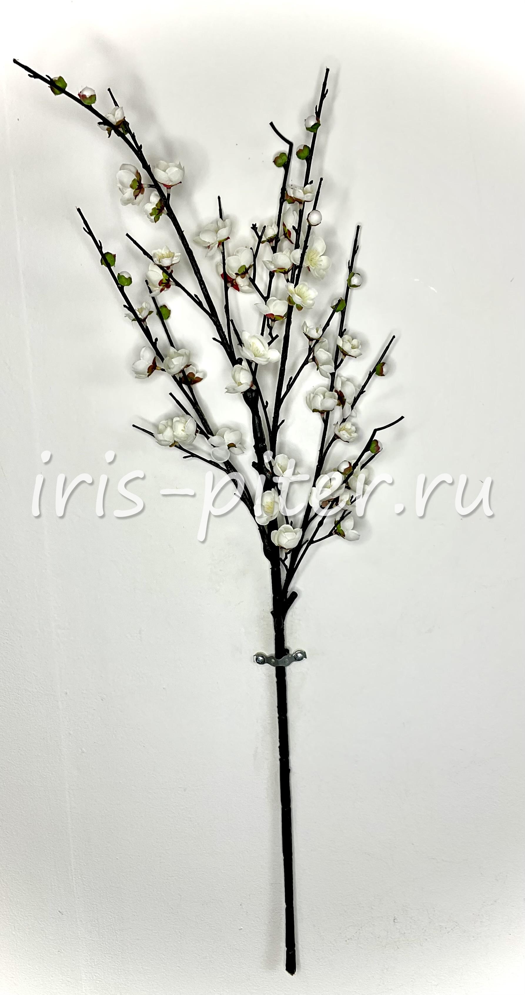 Ветка сакура