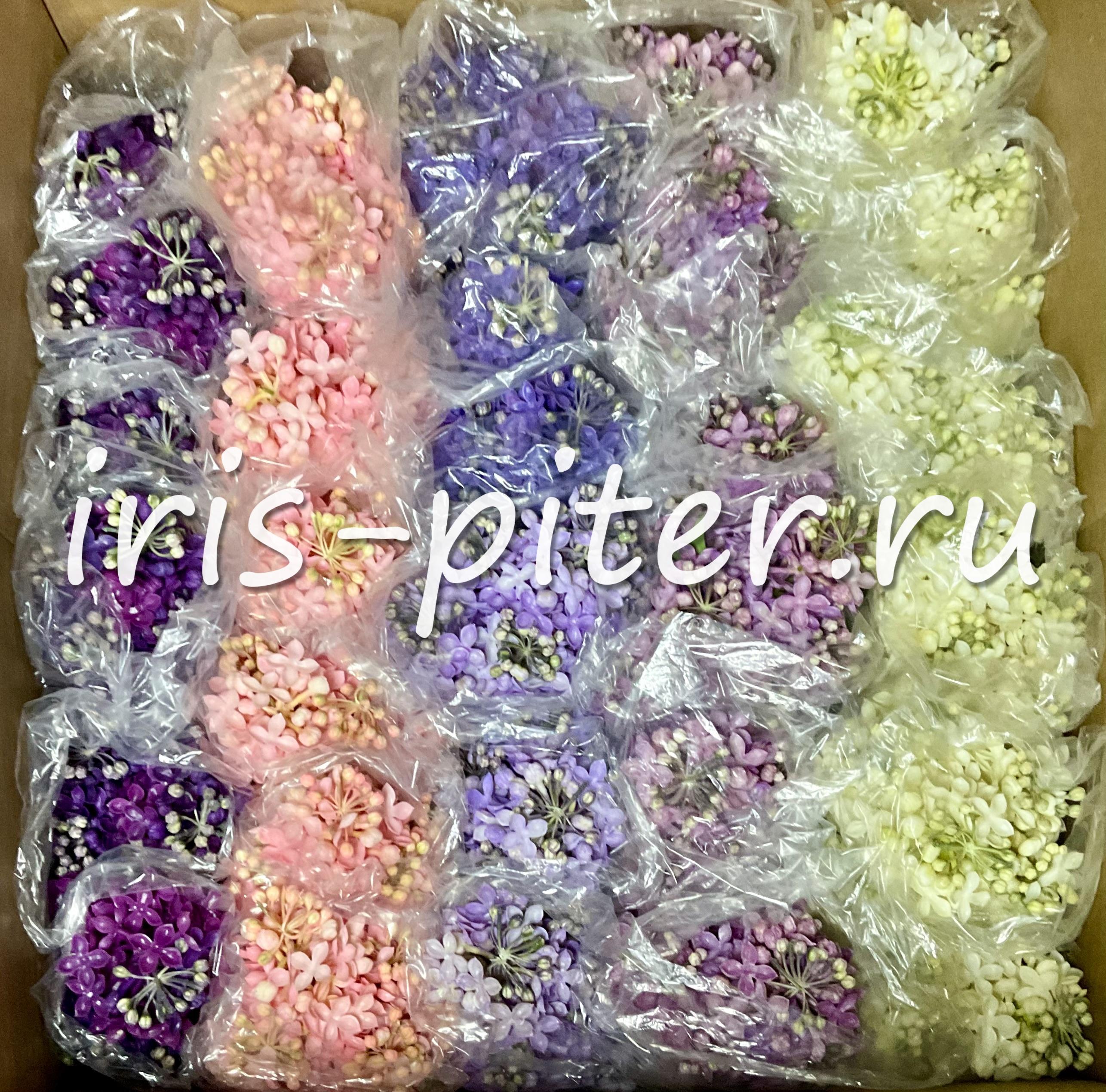 сирень 5вет латекс 