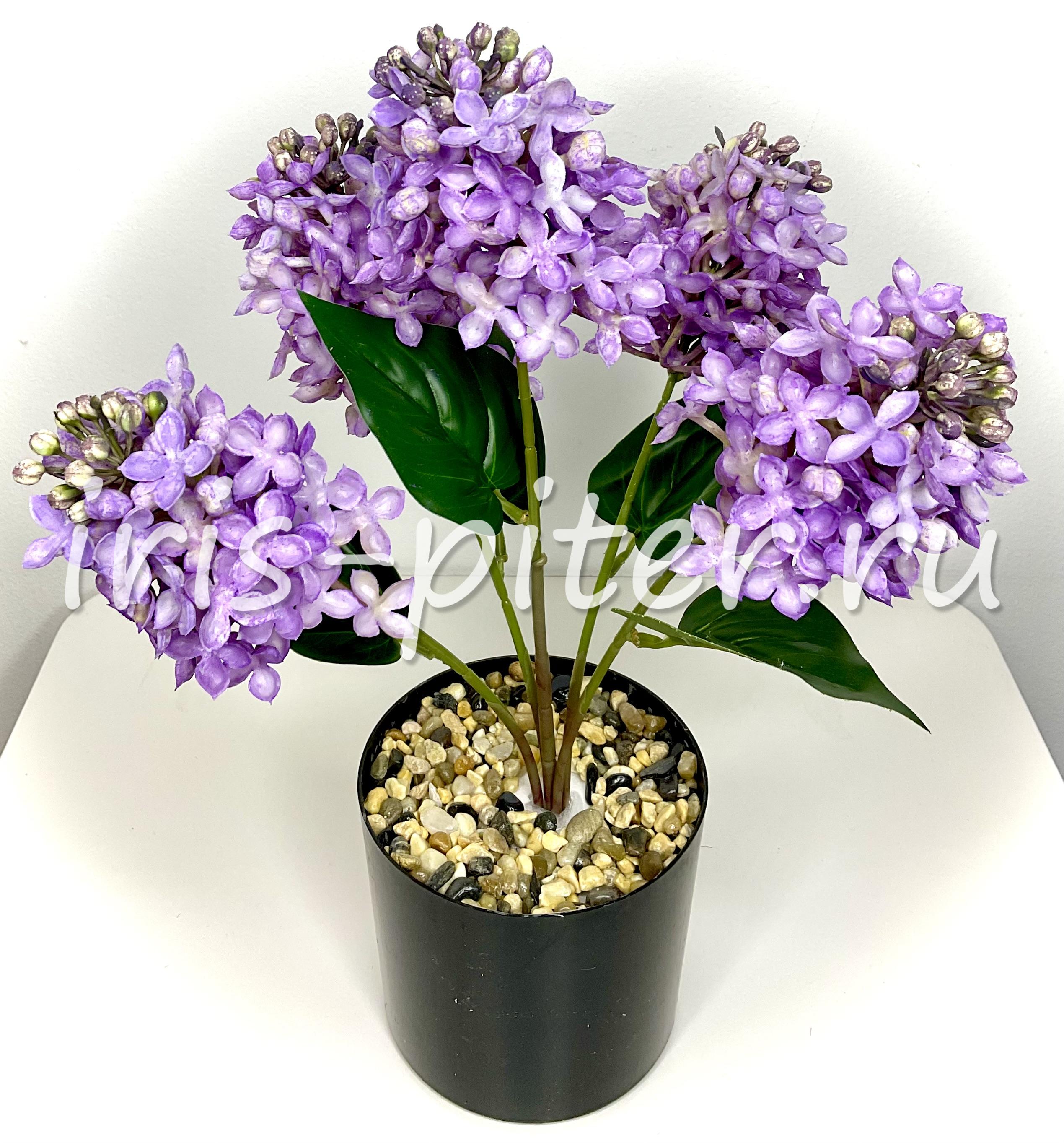 сирень латекс в большом горшке