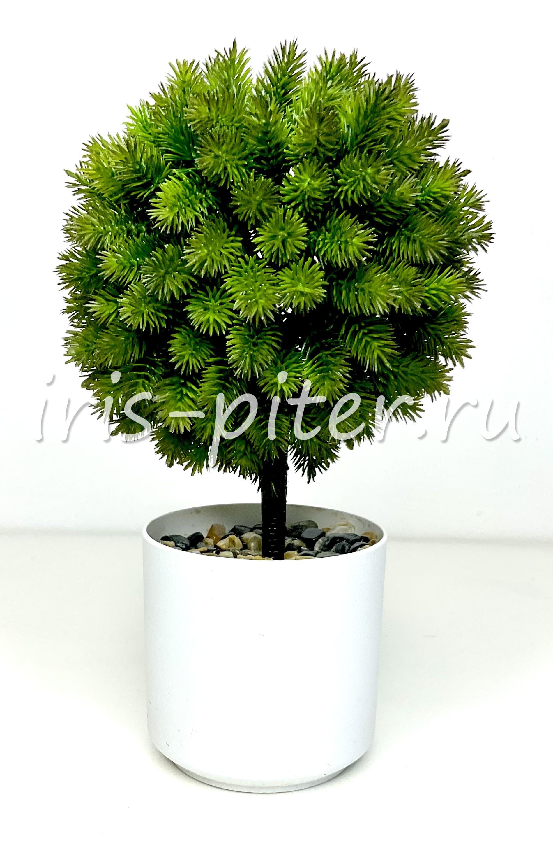 бонсай шар в горшке 