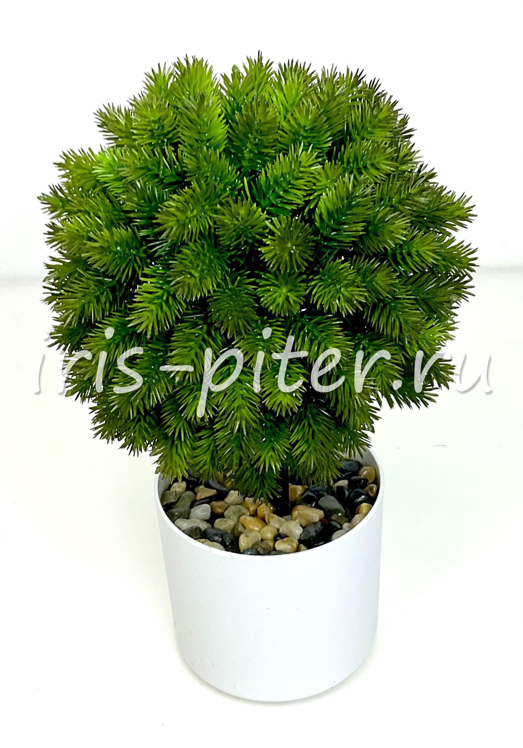 бонсай шар в горшке 