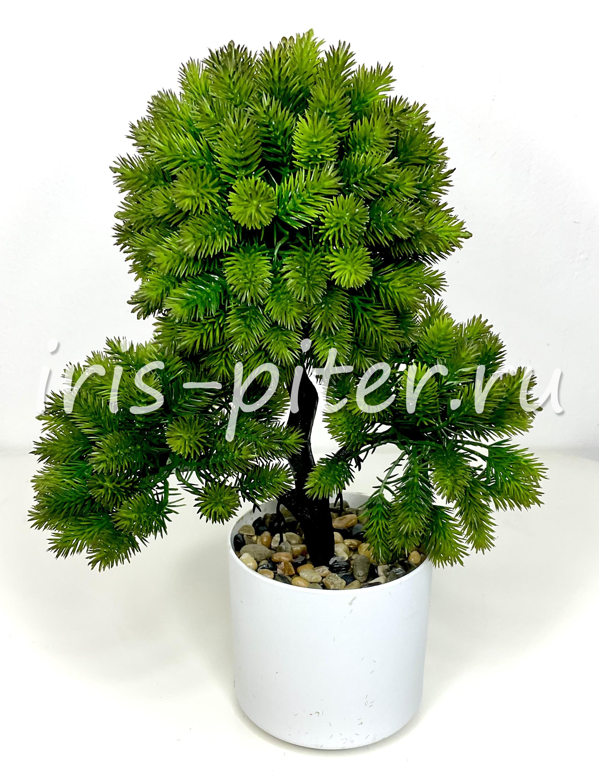 бонсай 3 головы в горшке 