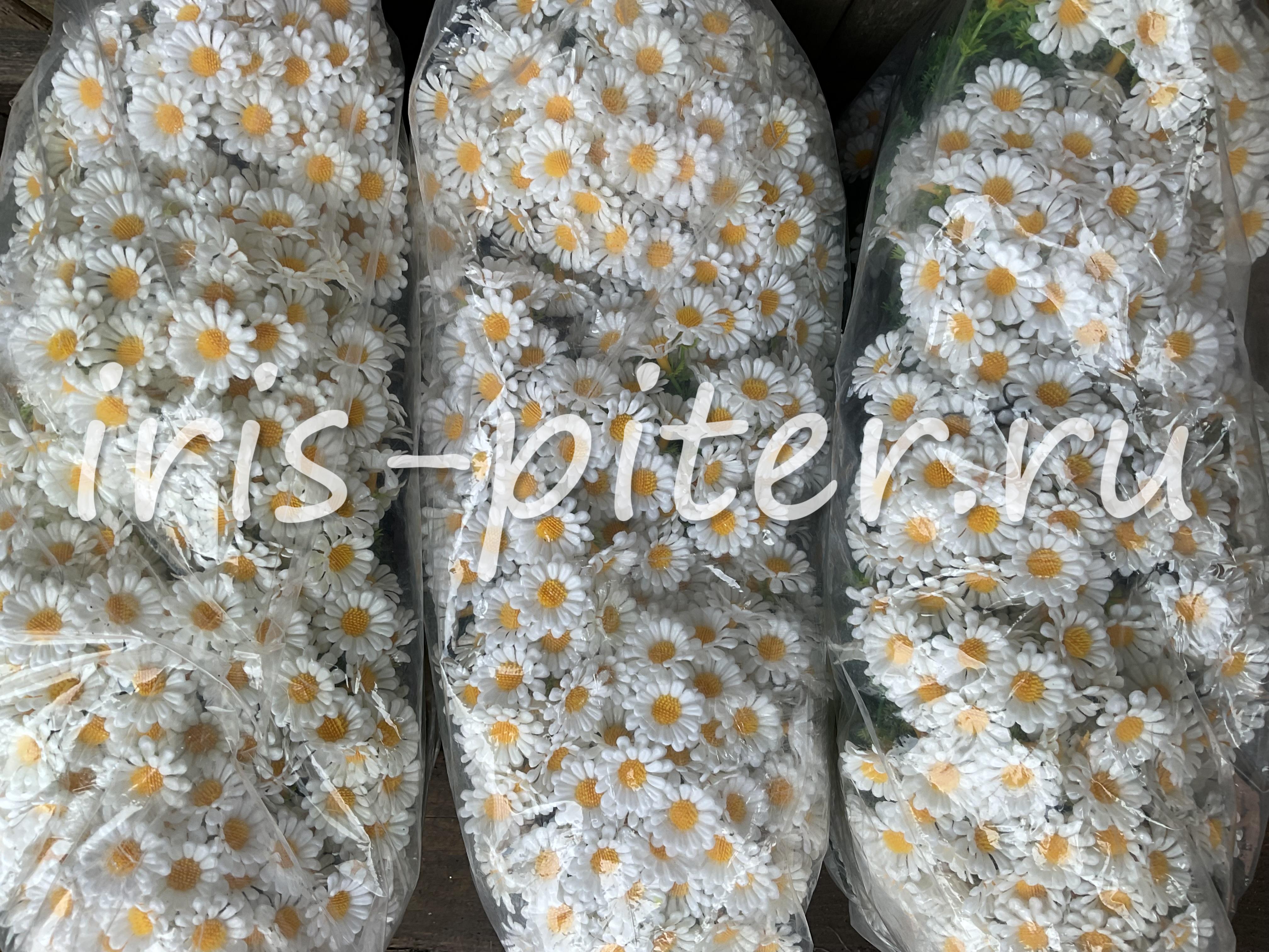 Букет ромашка 11г пластм