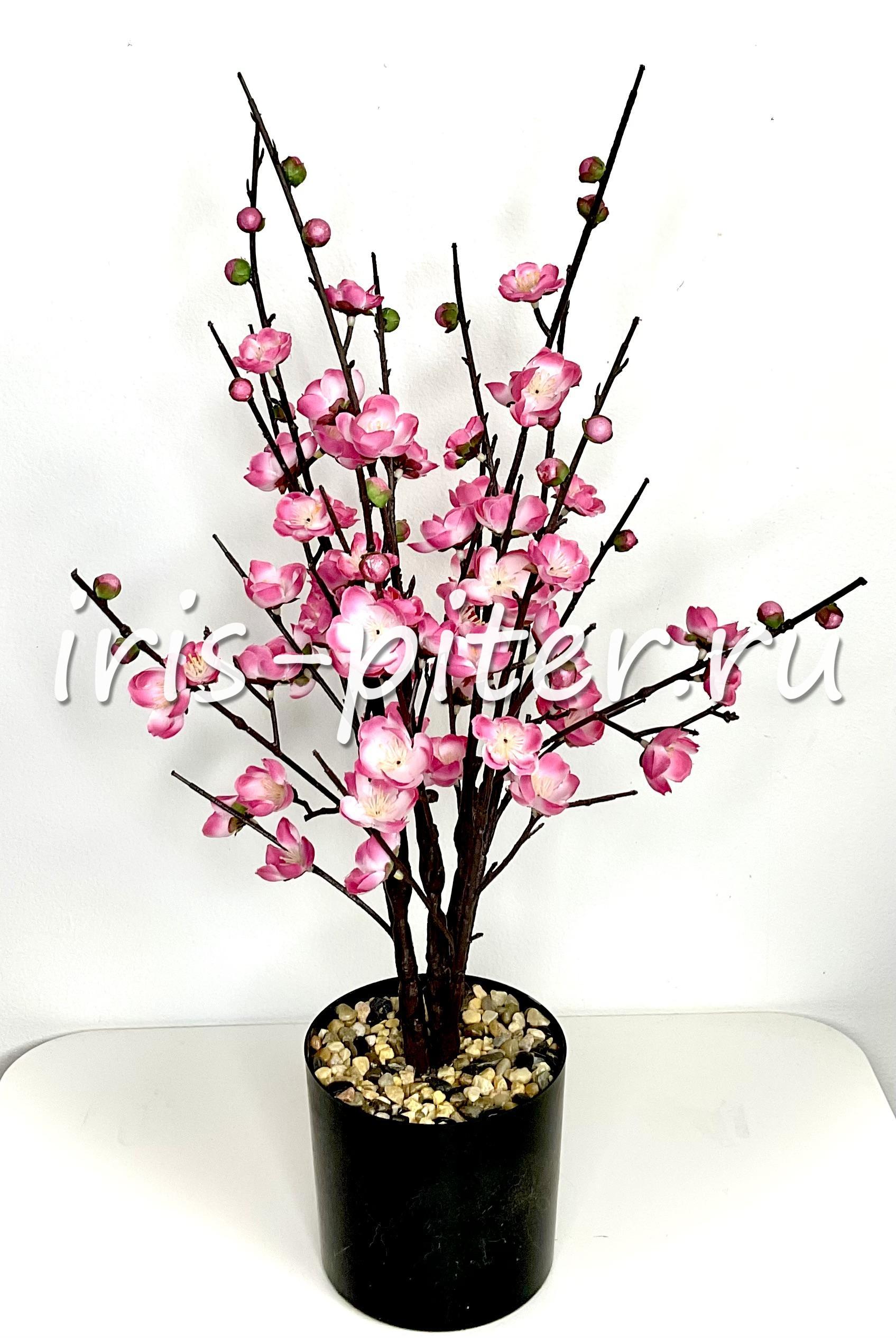 Сакура в большом горшке 
