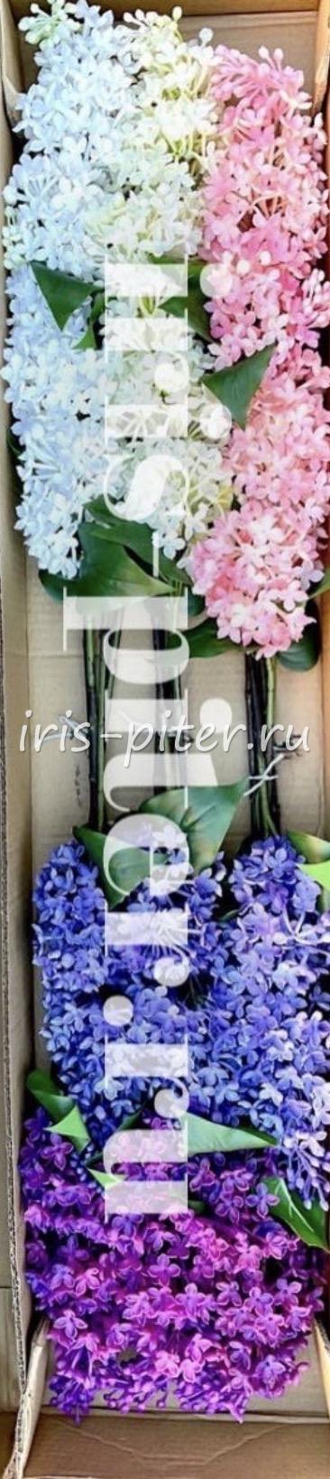 Ветка сирень латекс