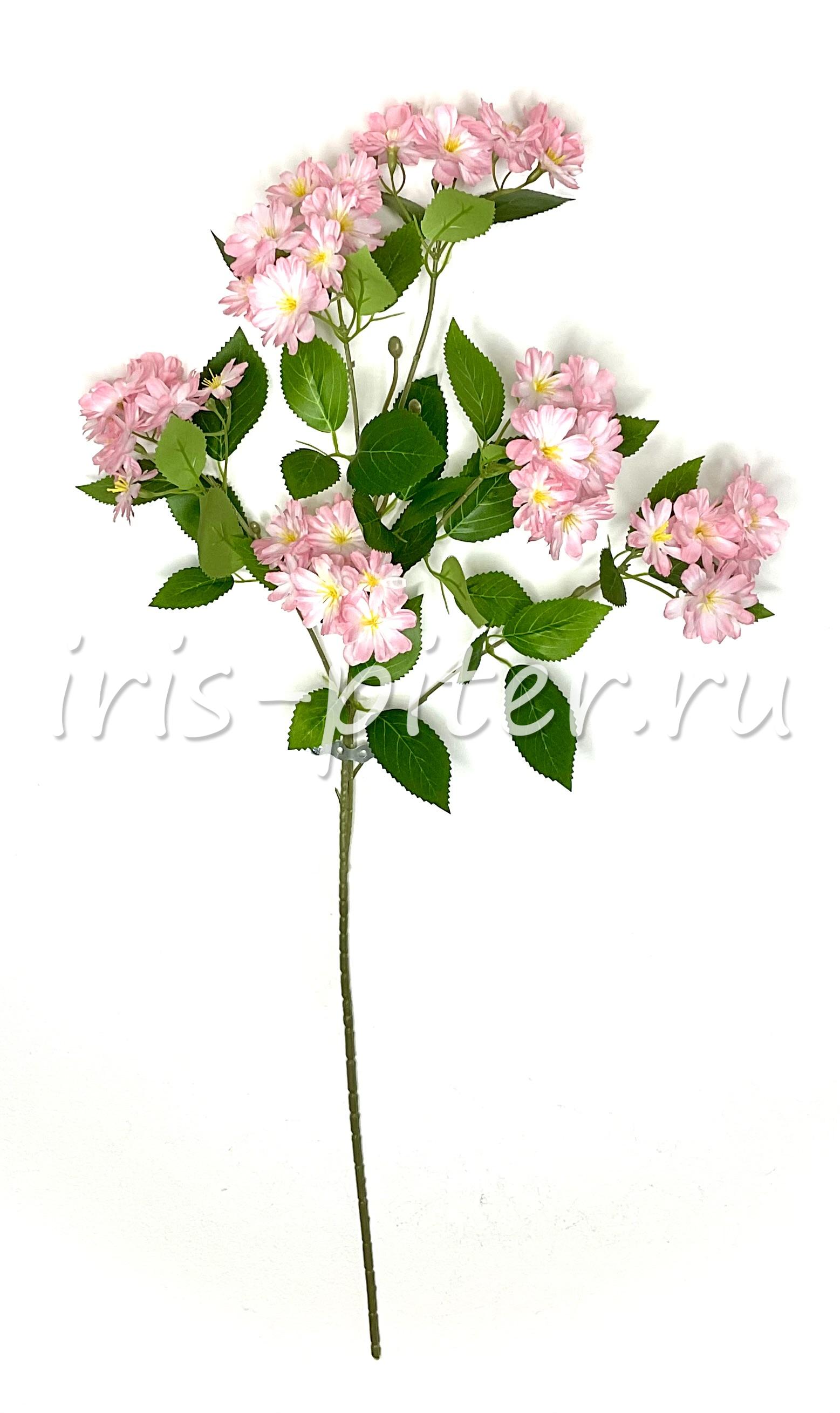 Ветка сакура