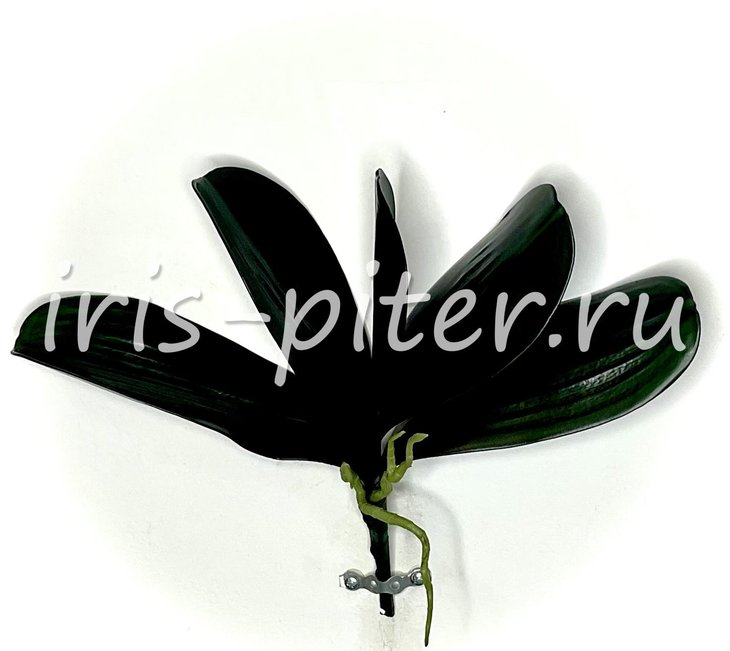 листья орхидеи с корешками