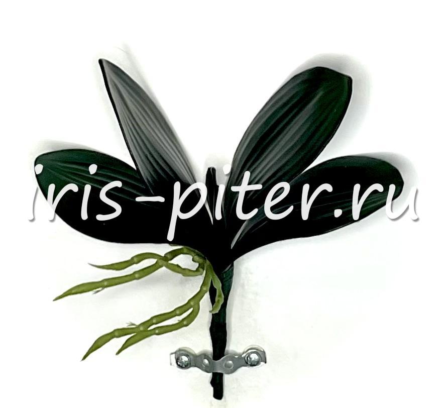 листья орхидеи с корешками