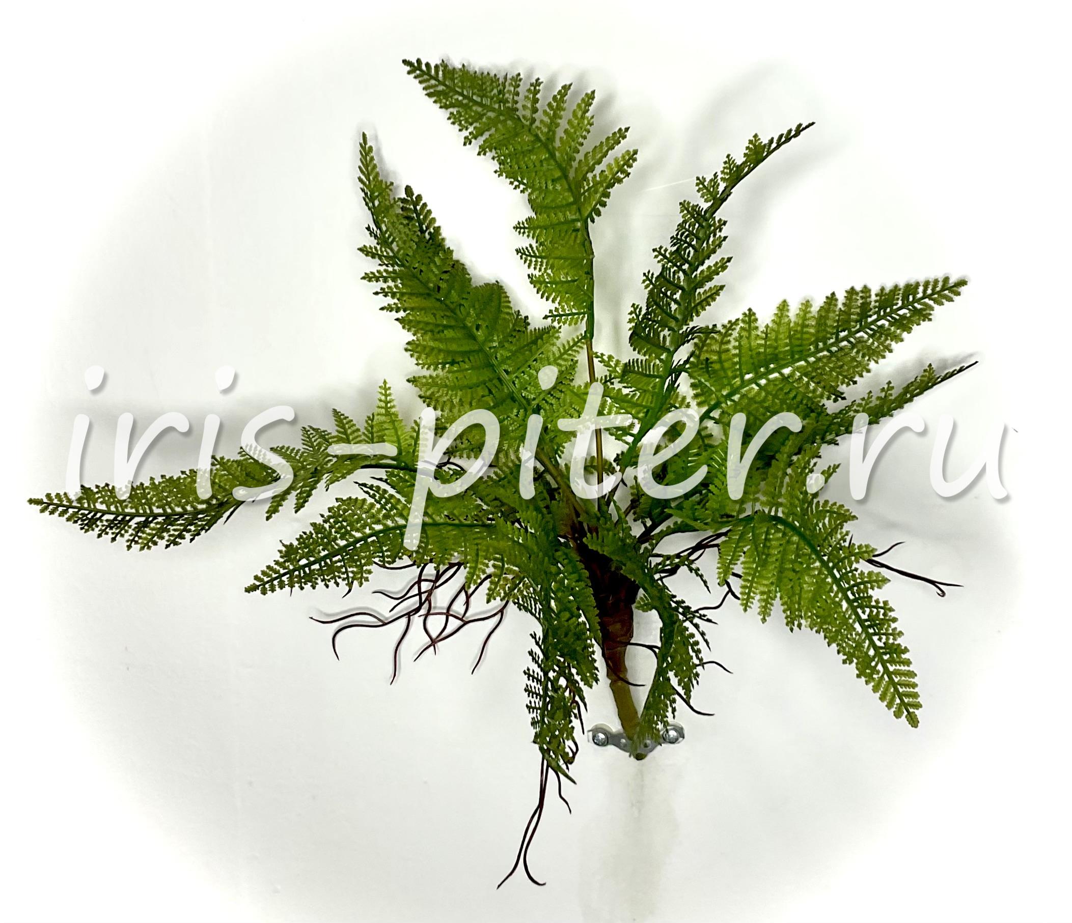 Папоротник с корешками