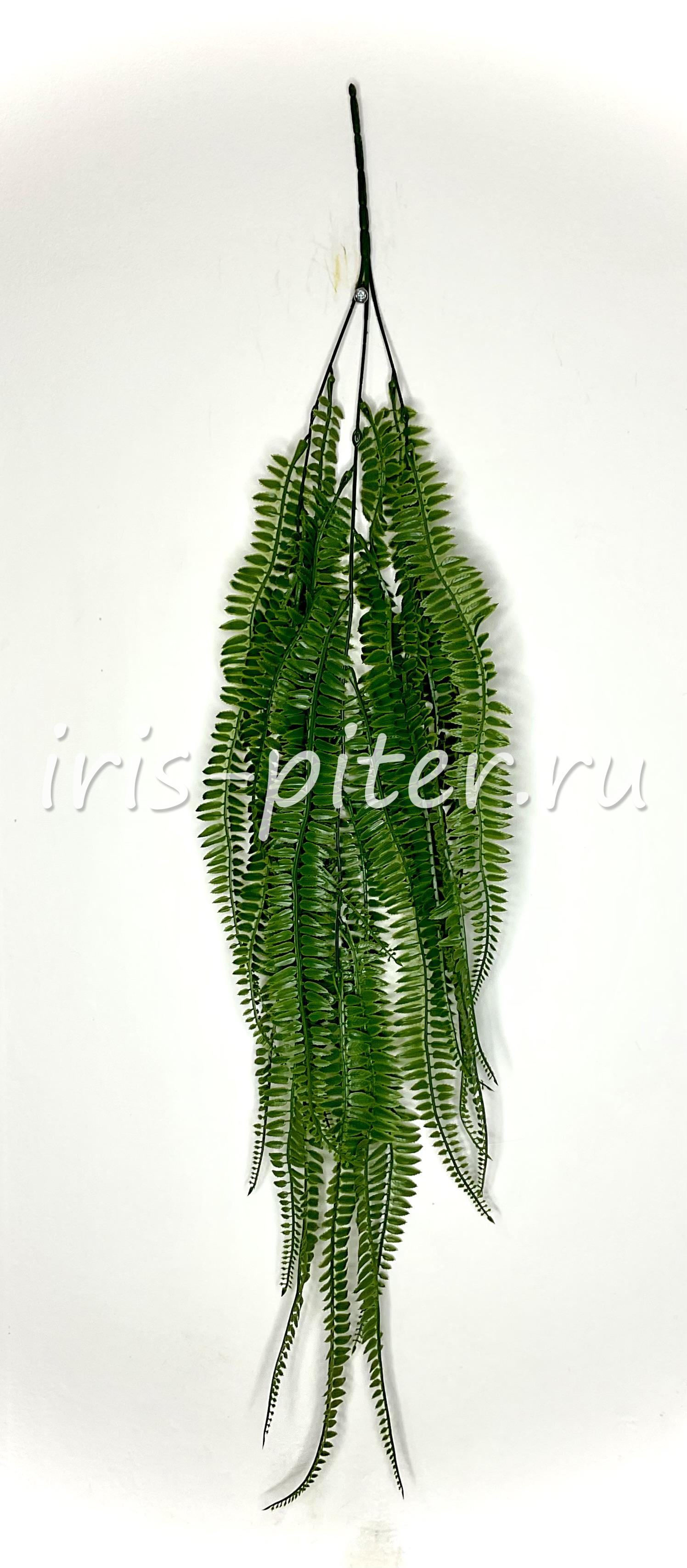 Ветка папоротник нефролепис Бостон