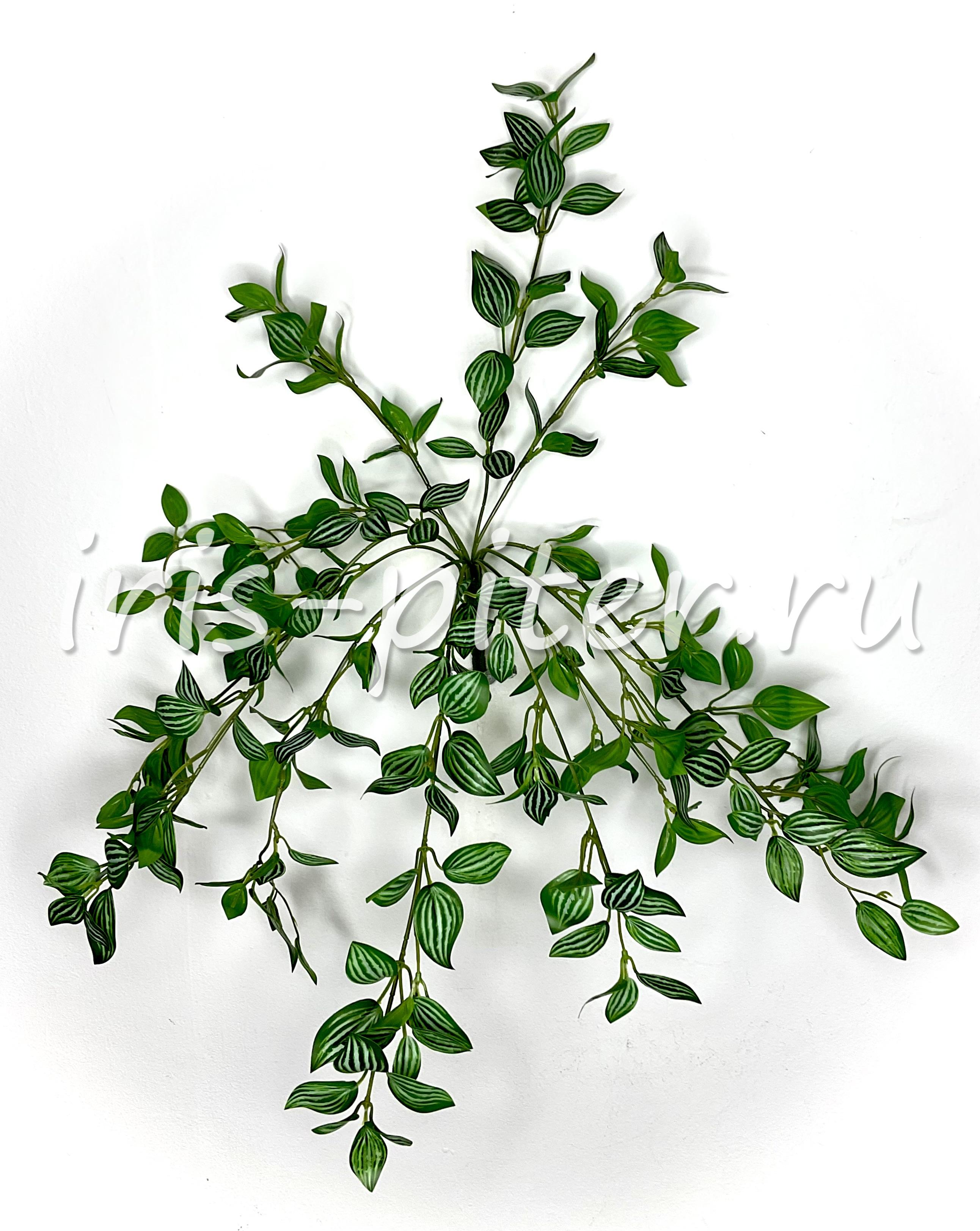 куст горшечный 12вет