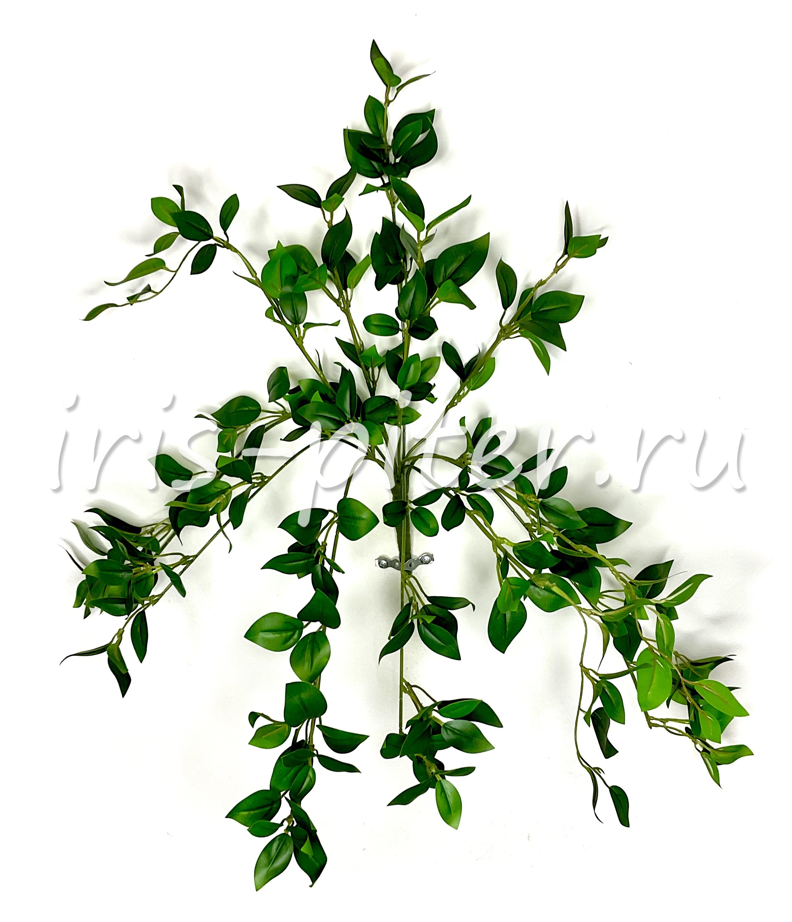 куст горшечный 12вет