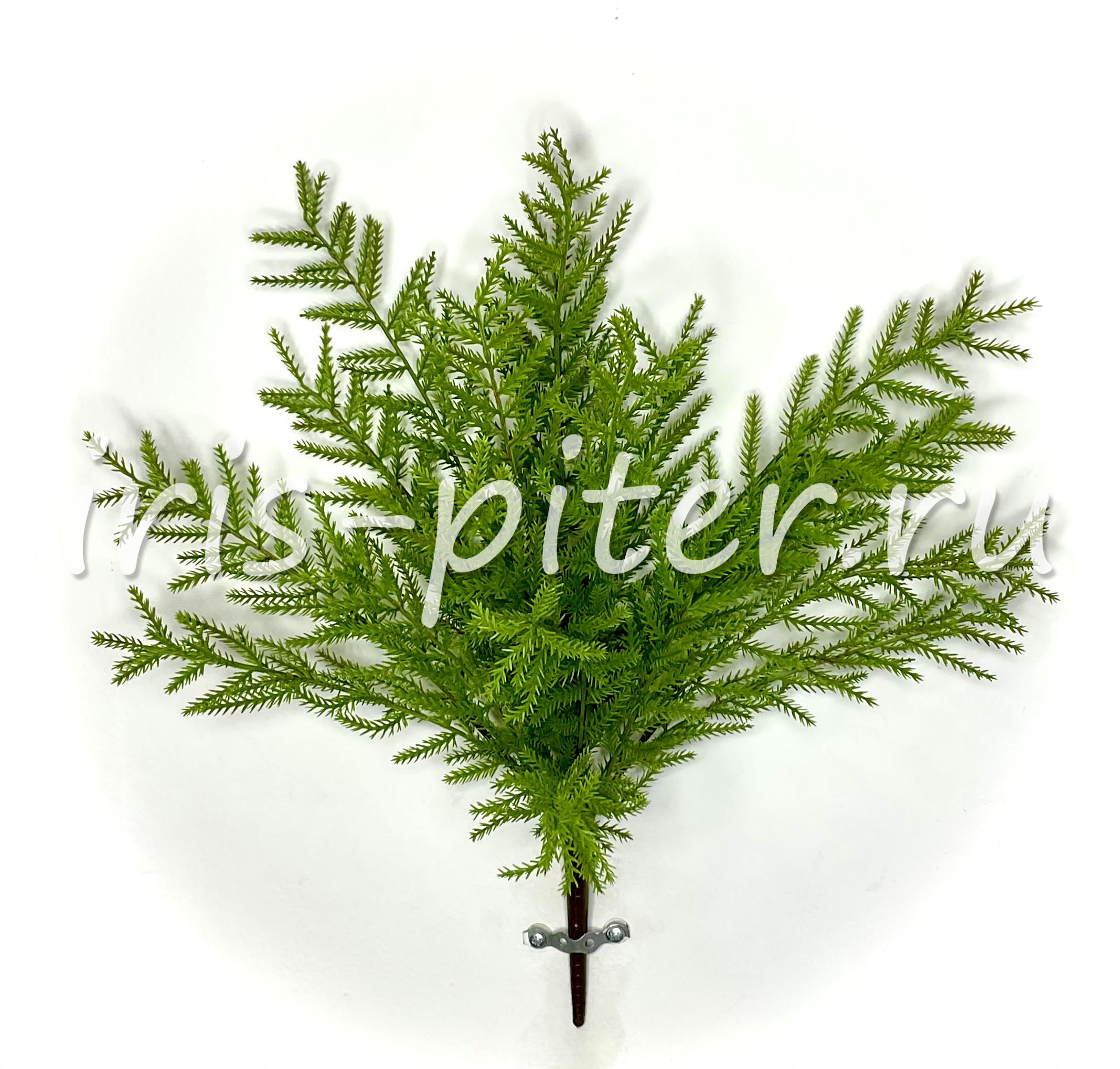 куст седум Моргана 18вет