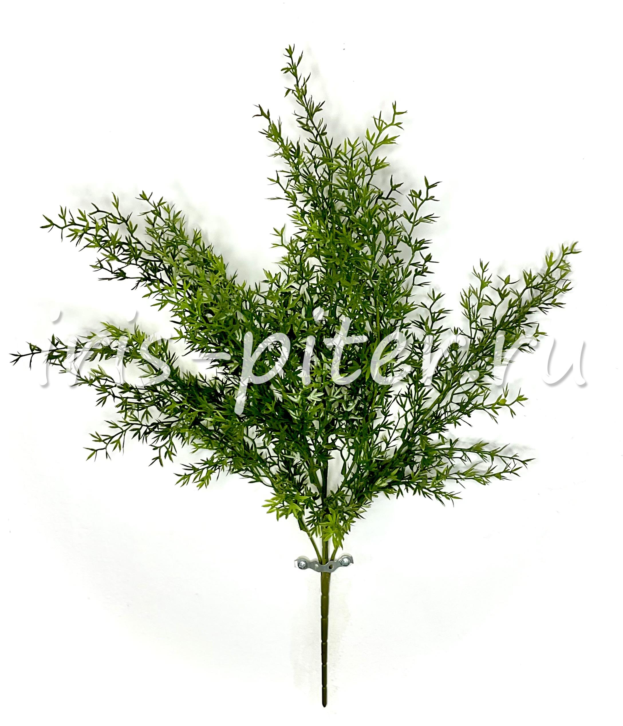 куст аспарагус 6вет 