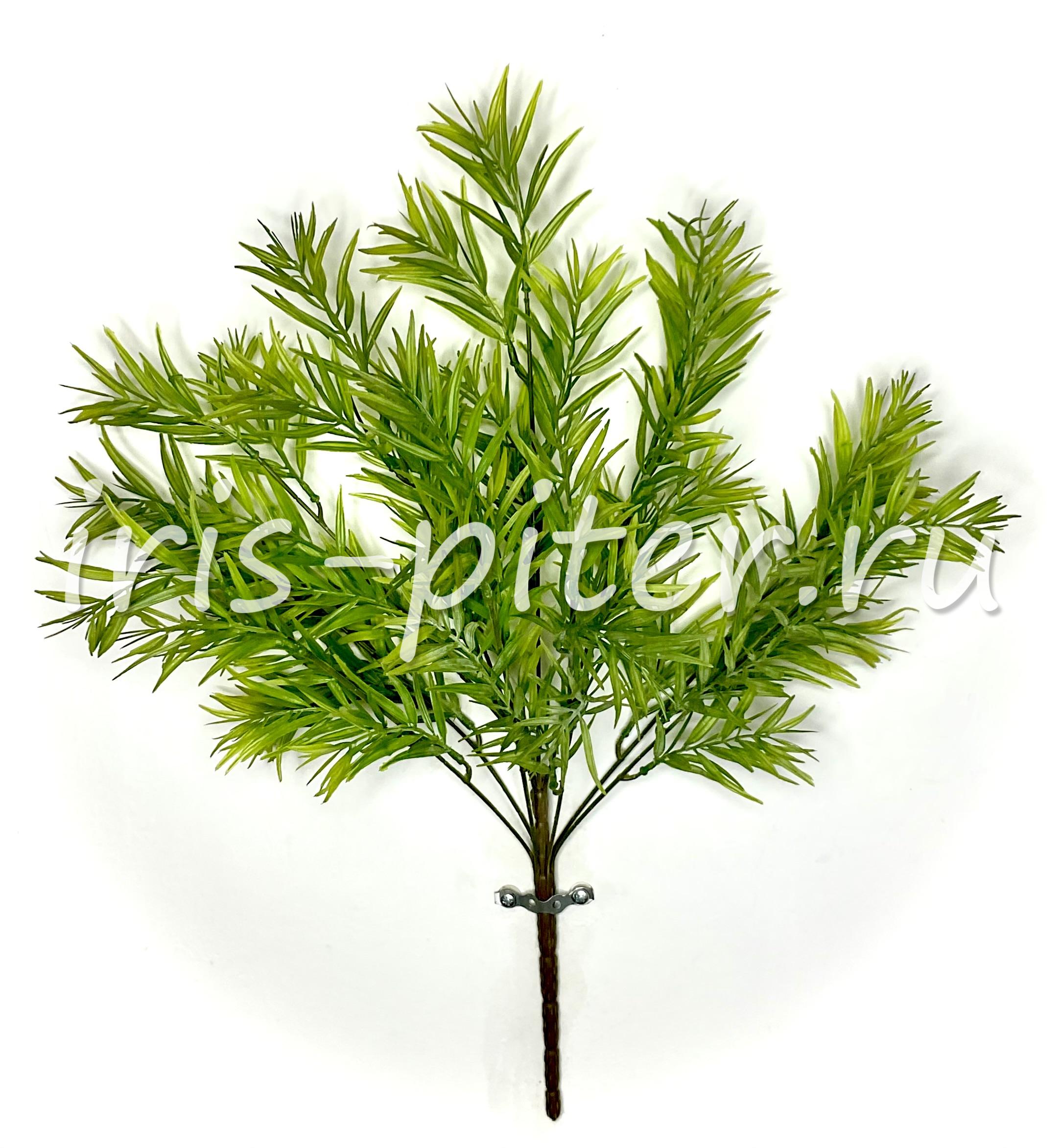 куст рускус 10вет