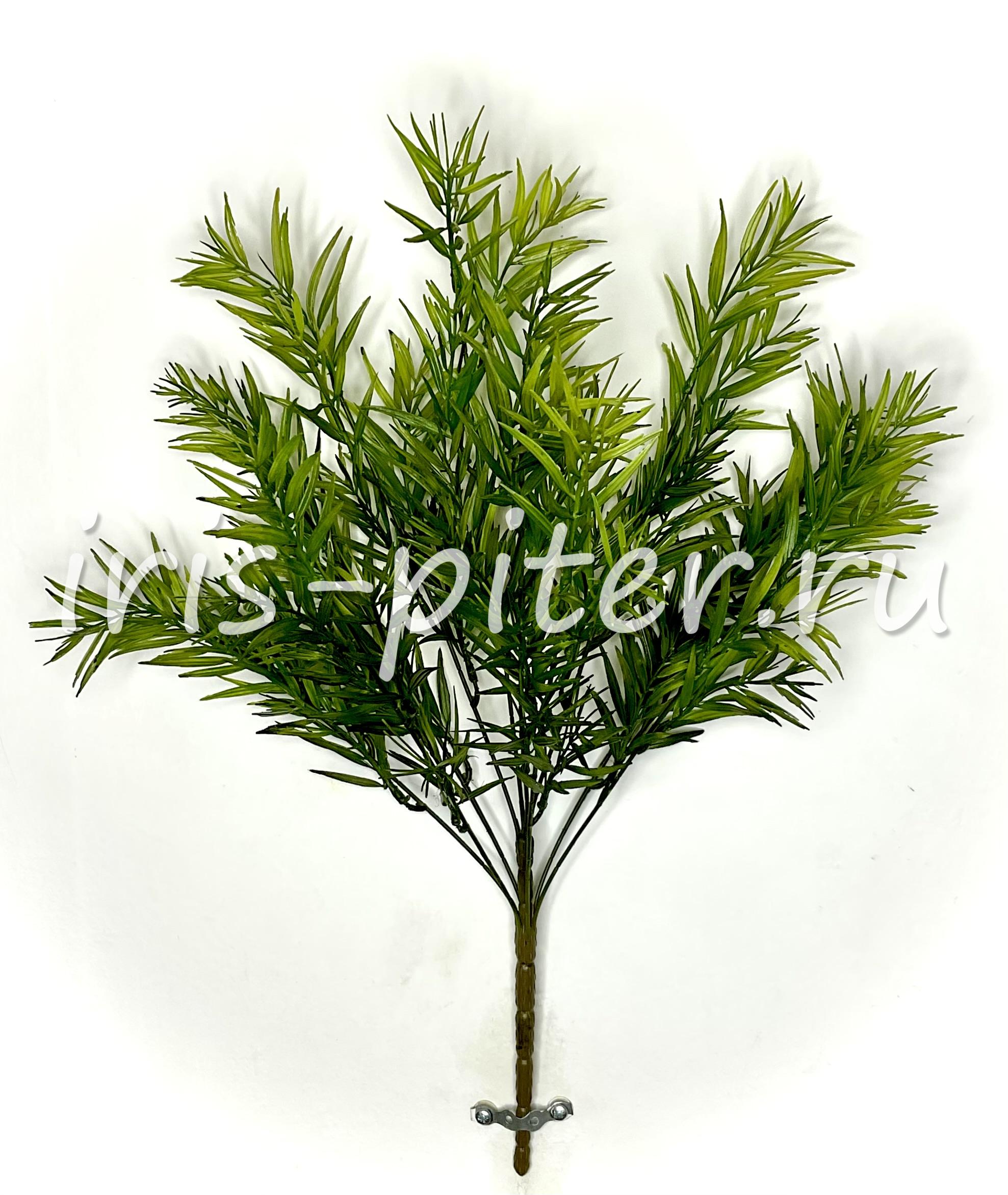 куст рускус 10вет