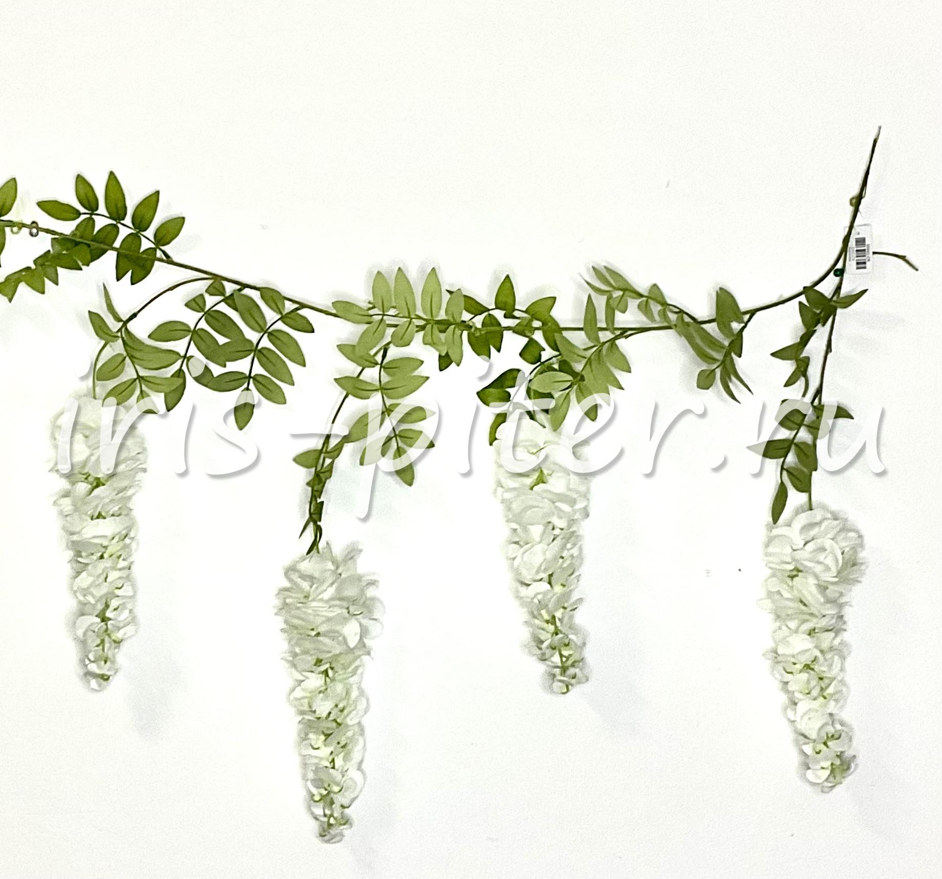 лиана акация 