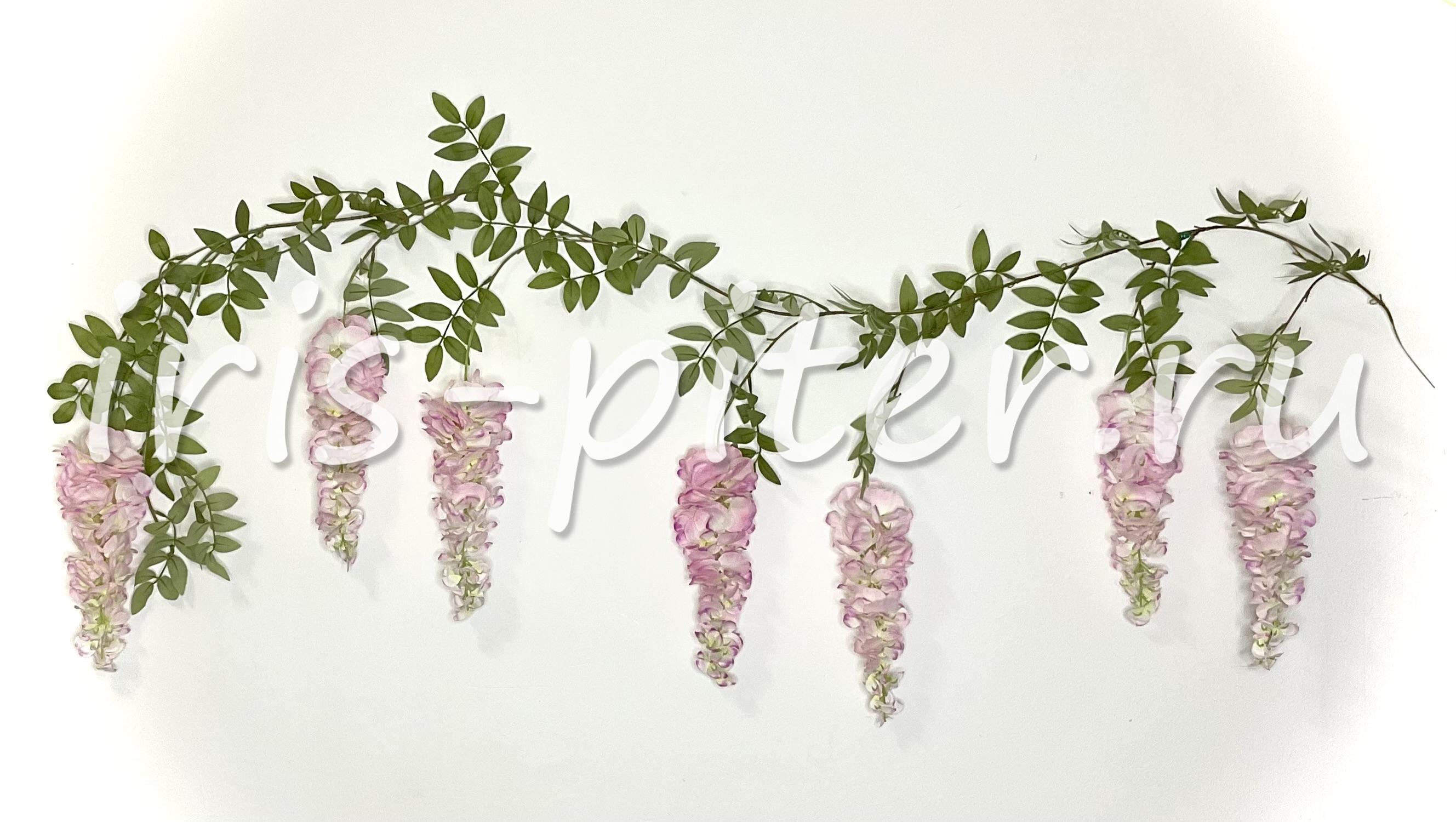 лиана акация 