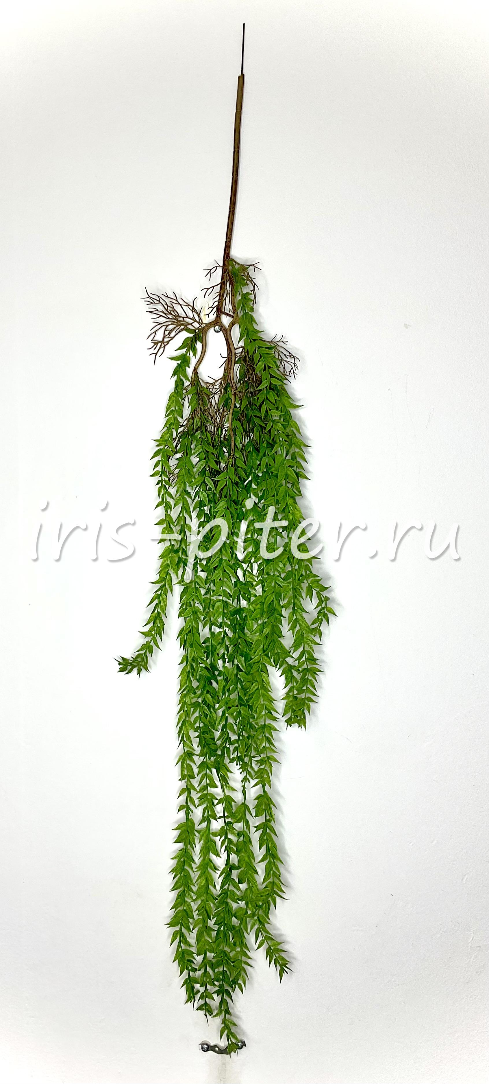 Ветка розмарин с корешками