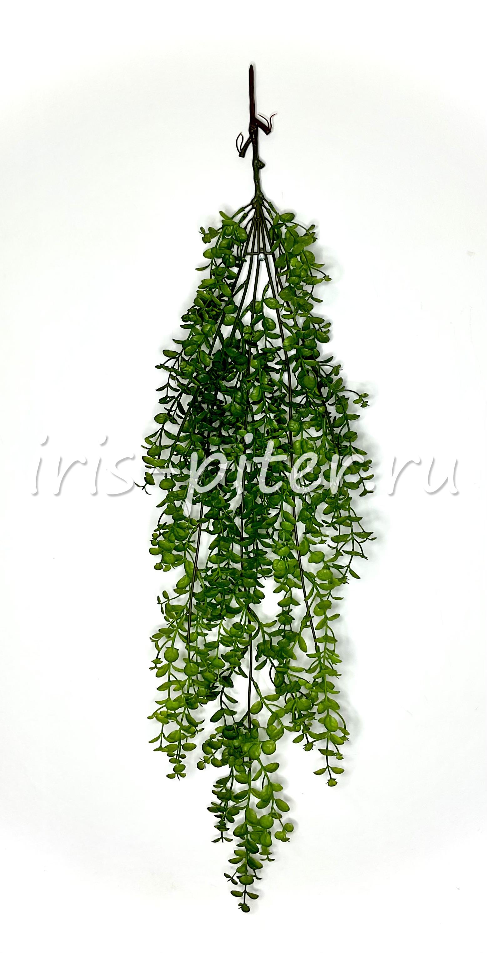 Ветка самшит