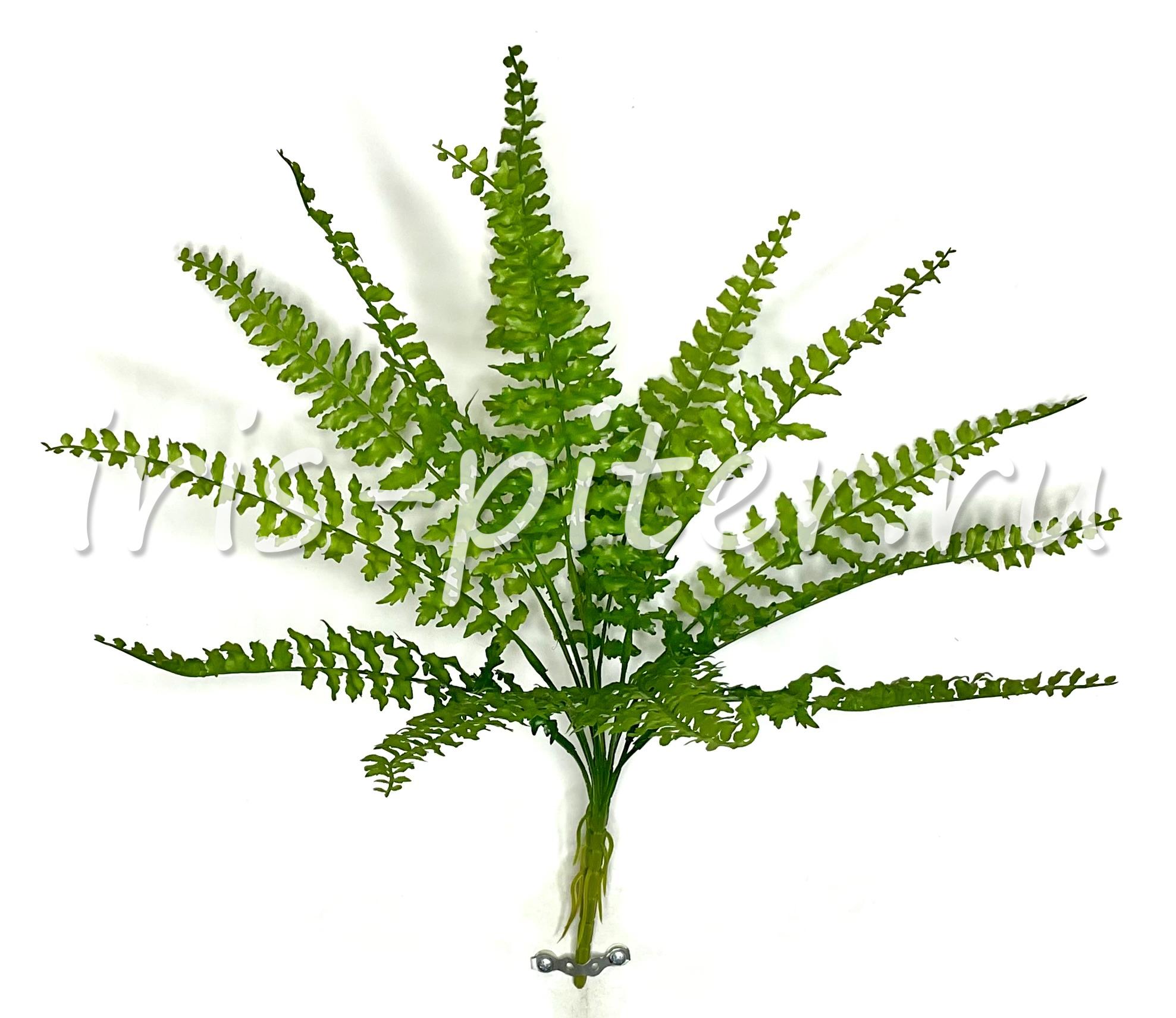 папоротник асплениум