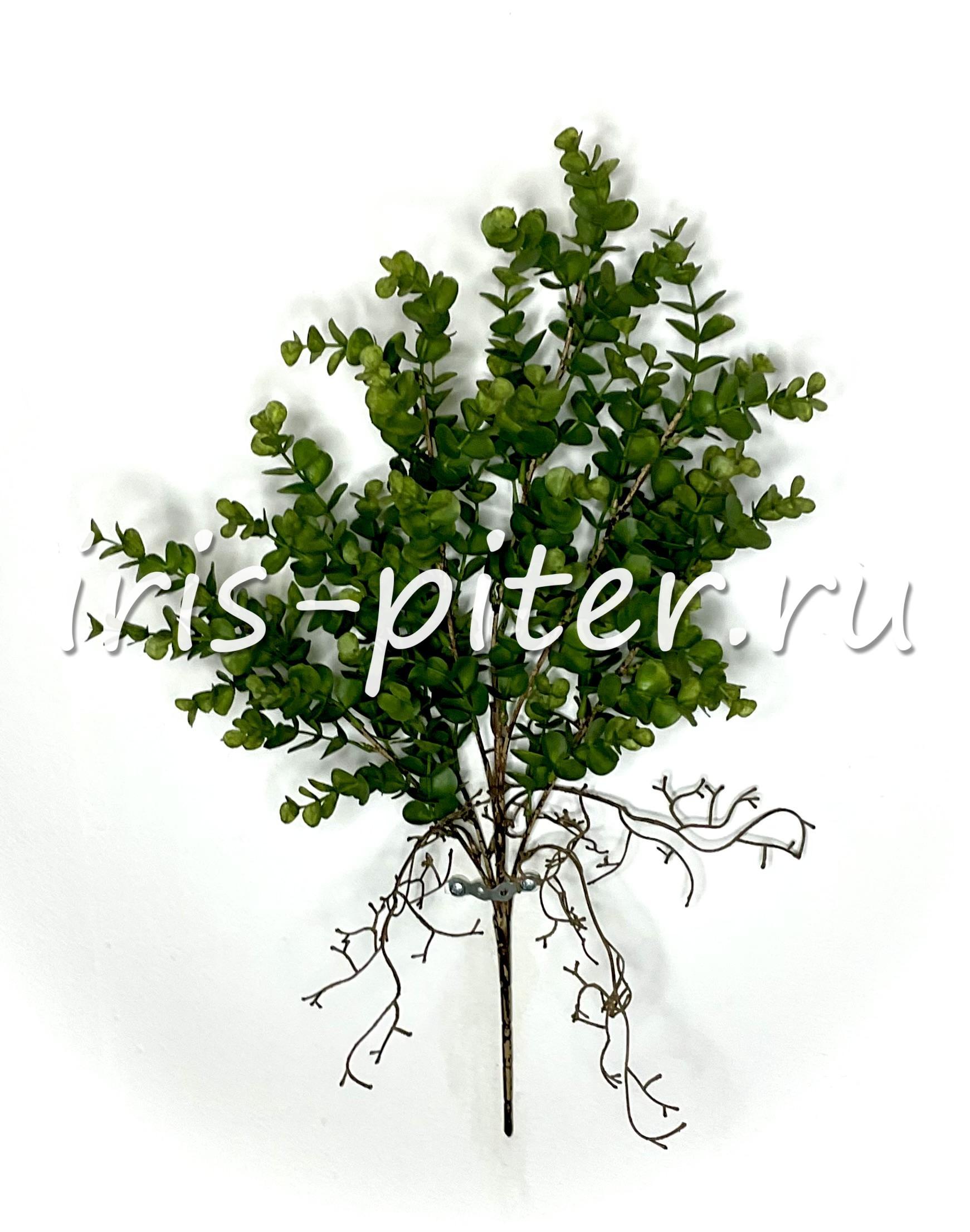 куст эвкалипт с корешкам