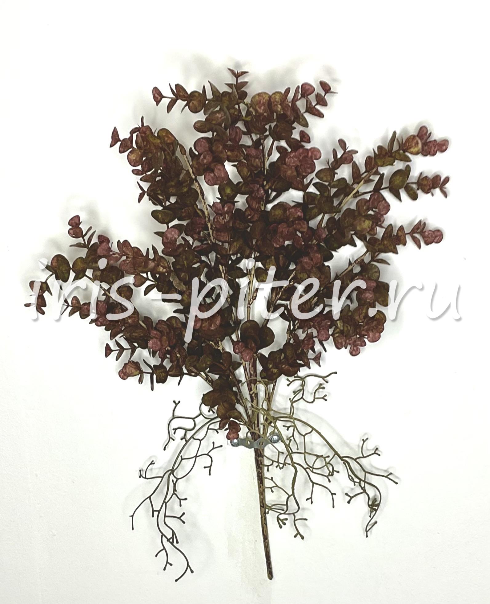 куст эвкалипт с корешкам