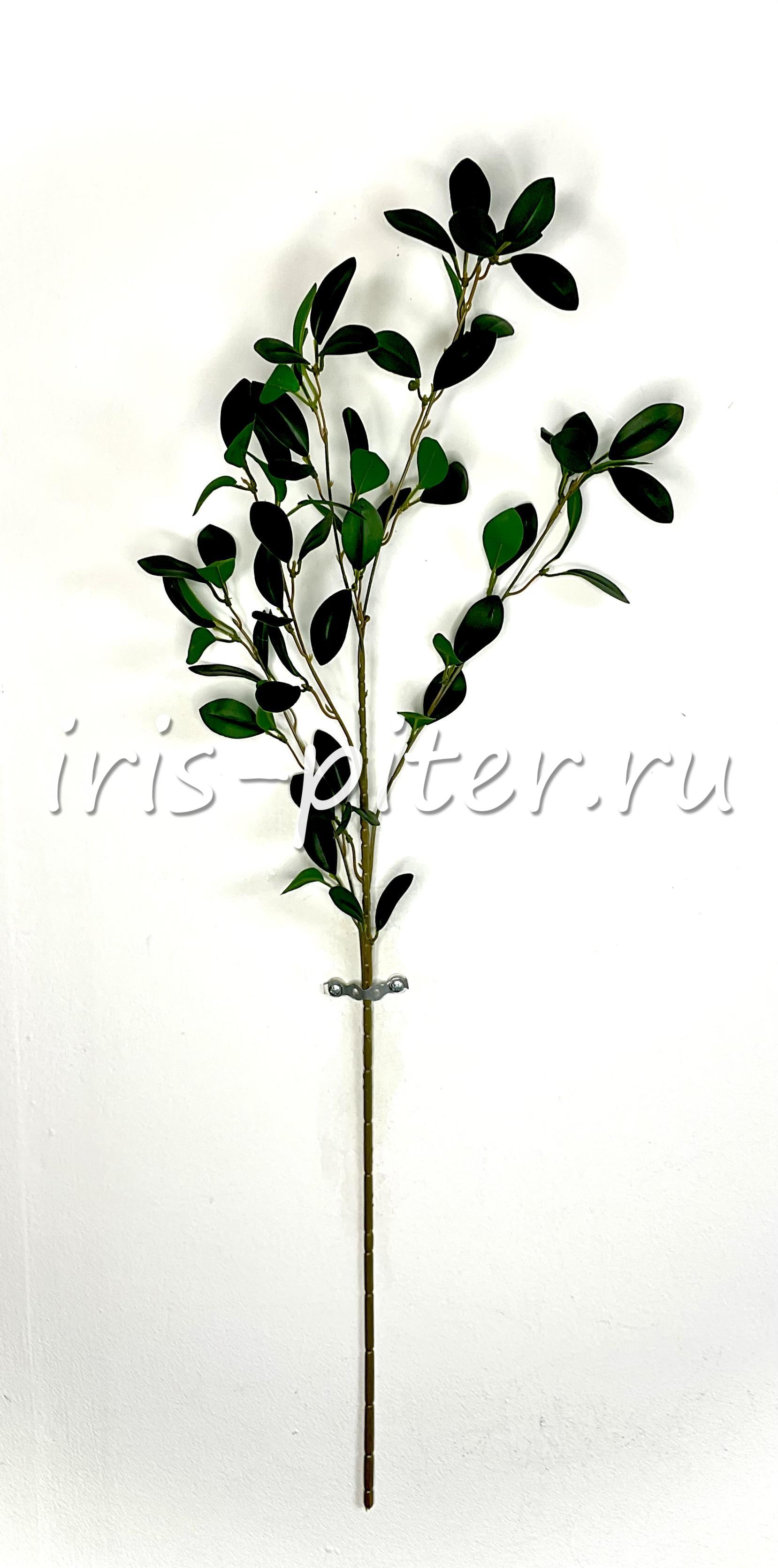 ветка шефлера высокая