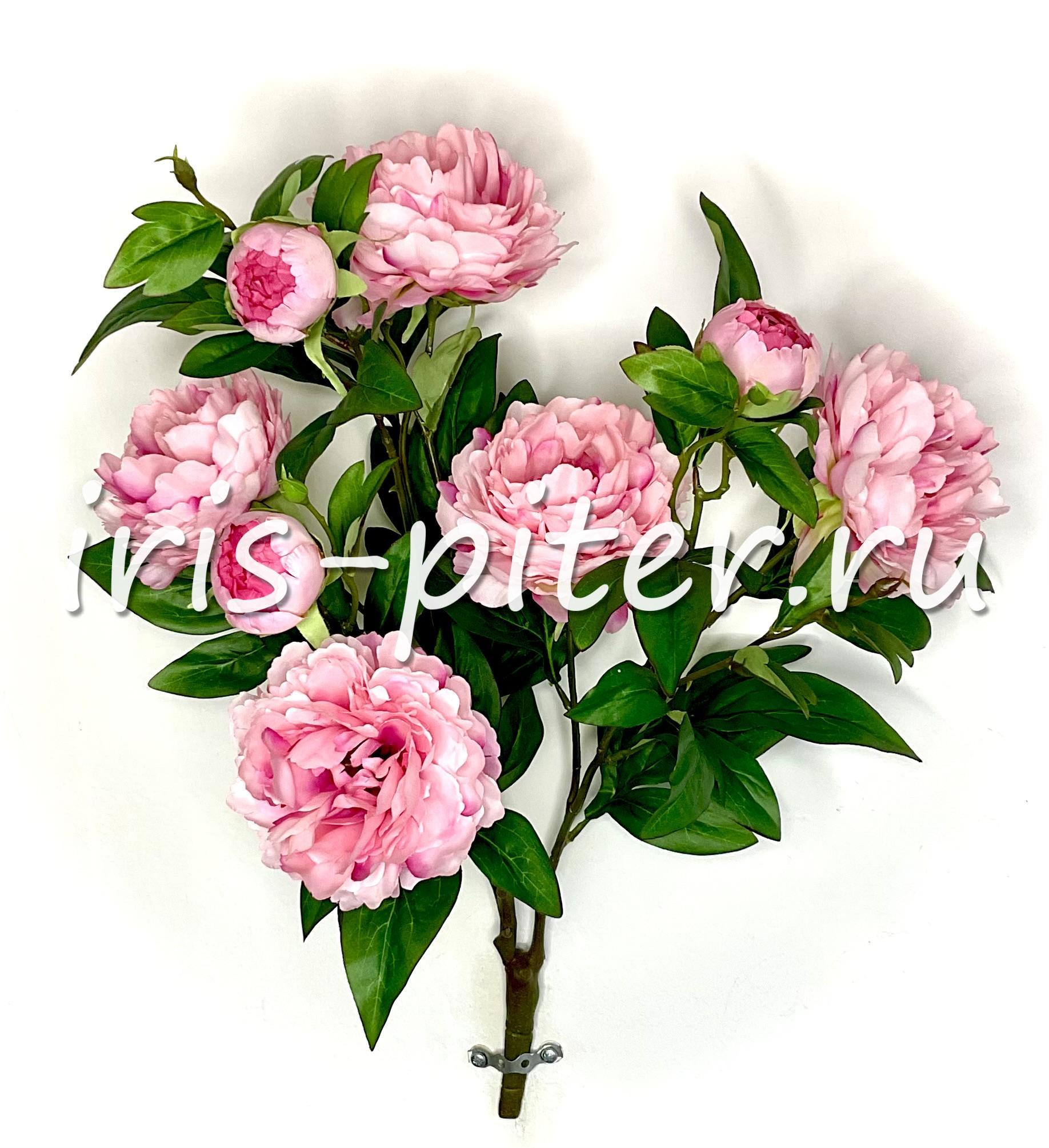 Ветка пион 5г 3бут