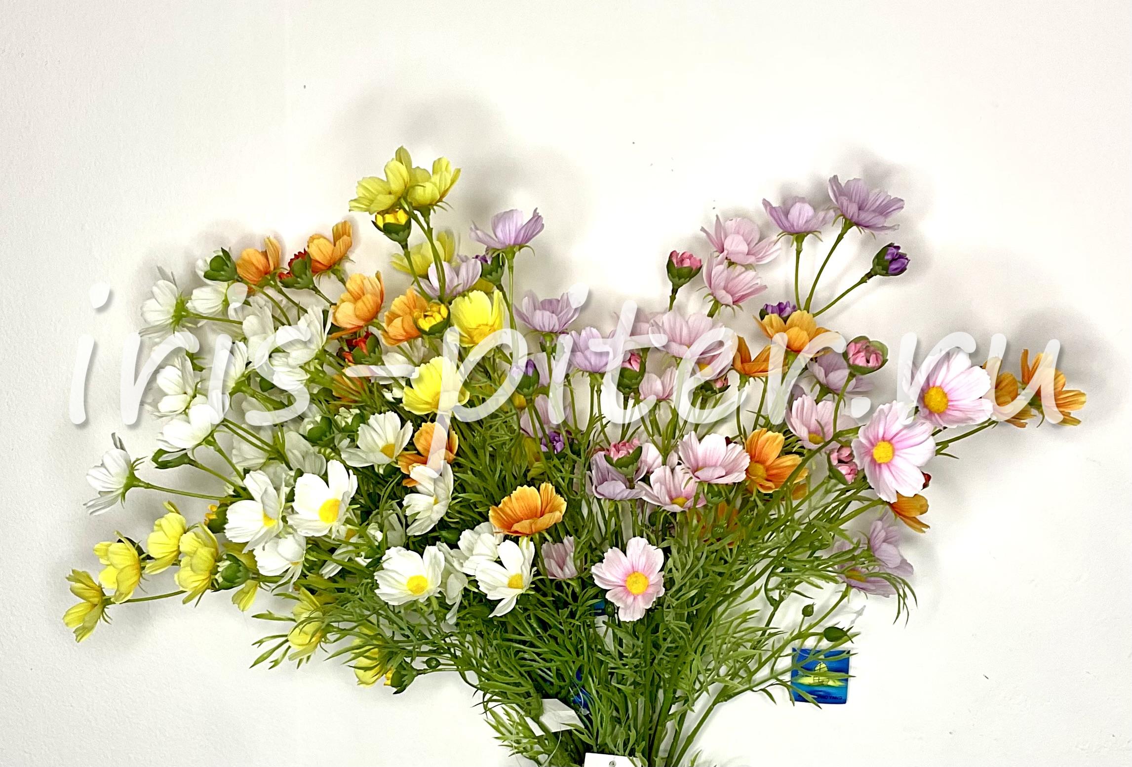 Ветка космея 8г 5бут