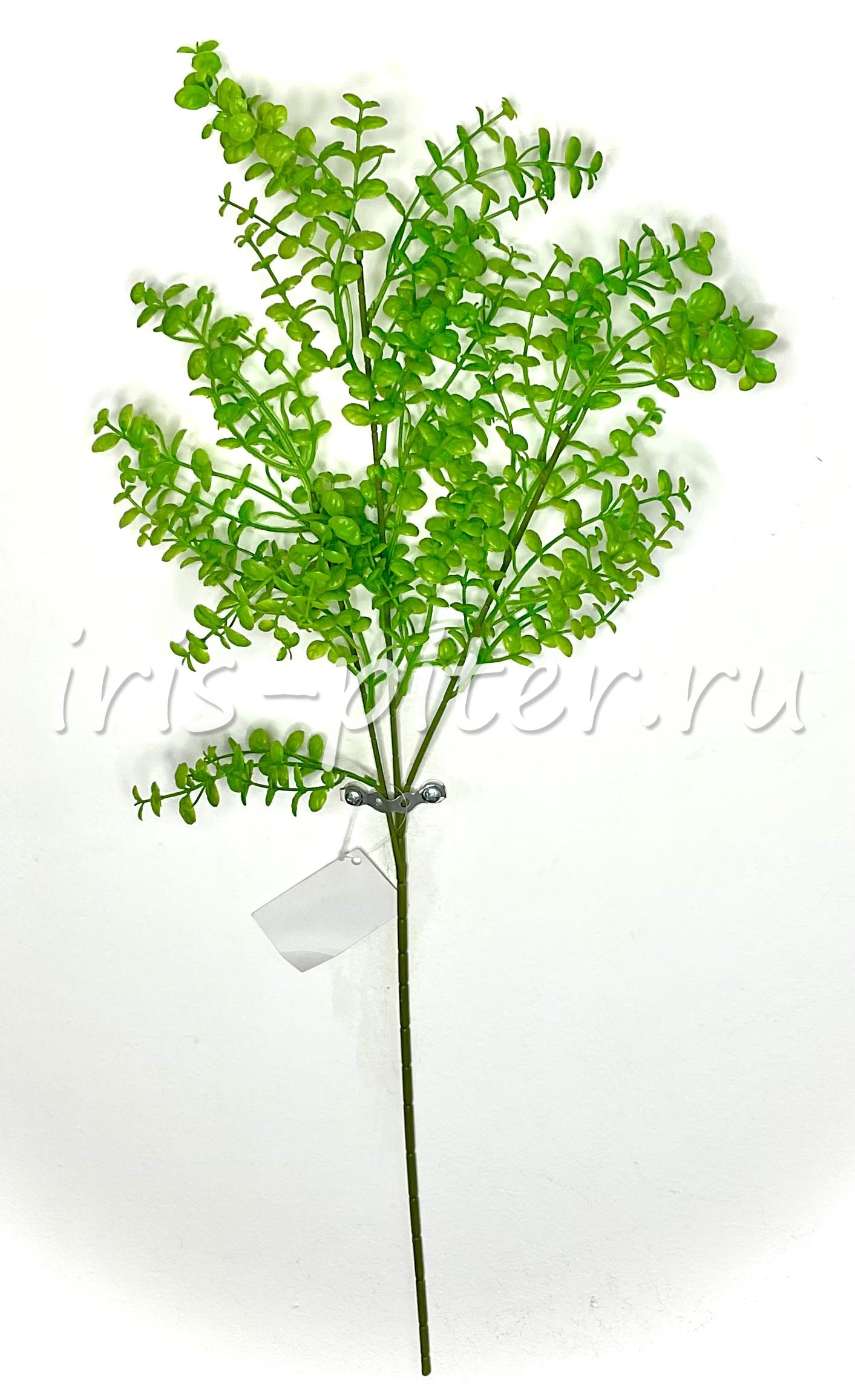 Ветка самшит 5вет