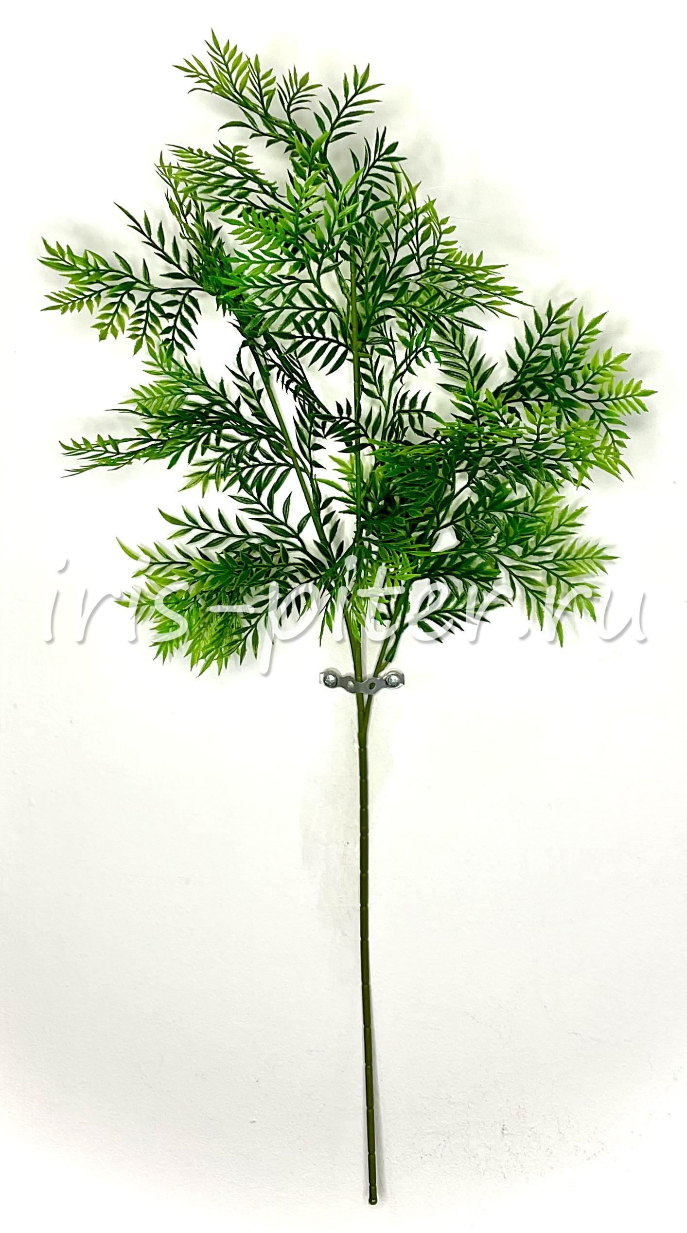 Ветка рускус 5вет