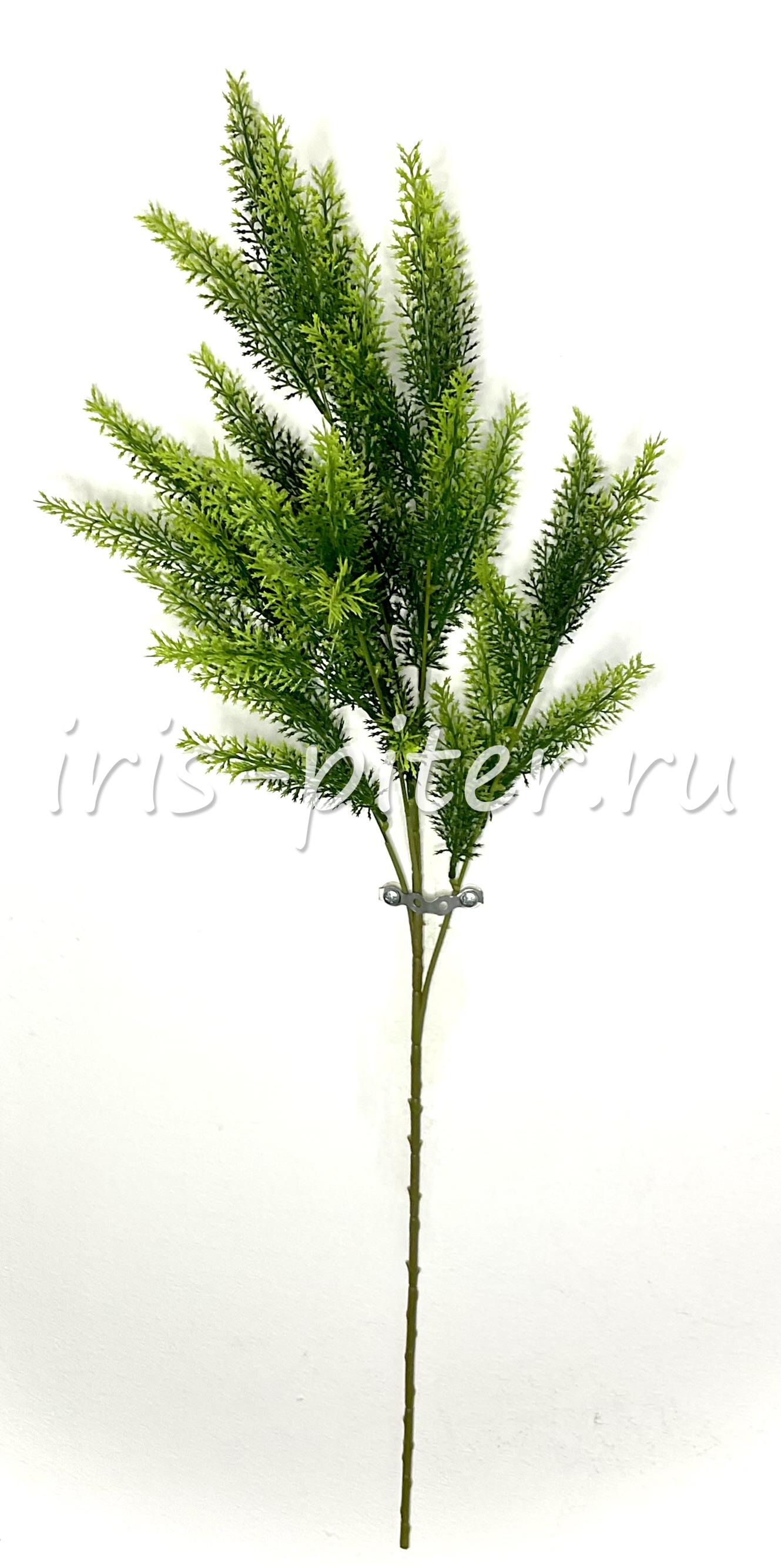 Ветка аспарагус 5вет