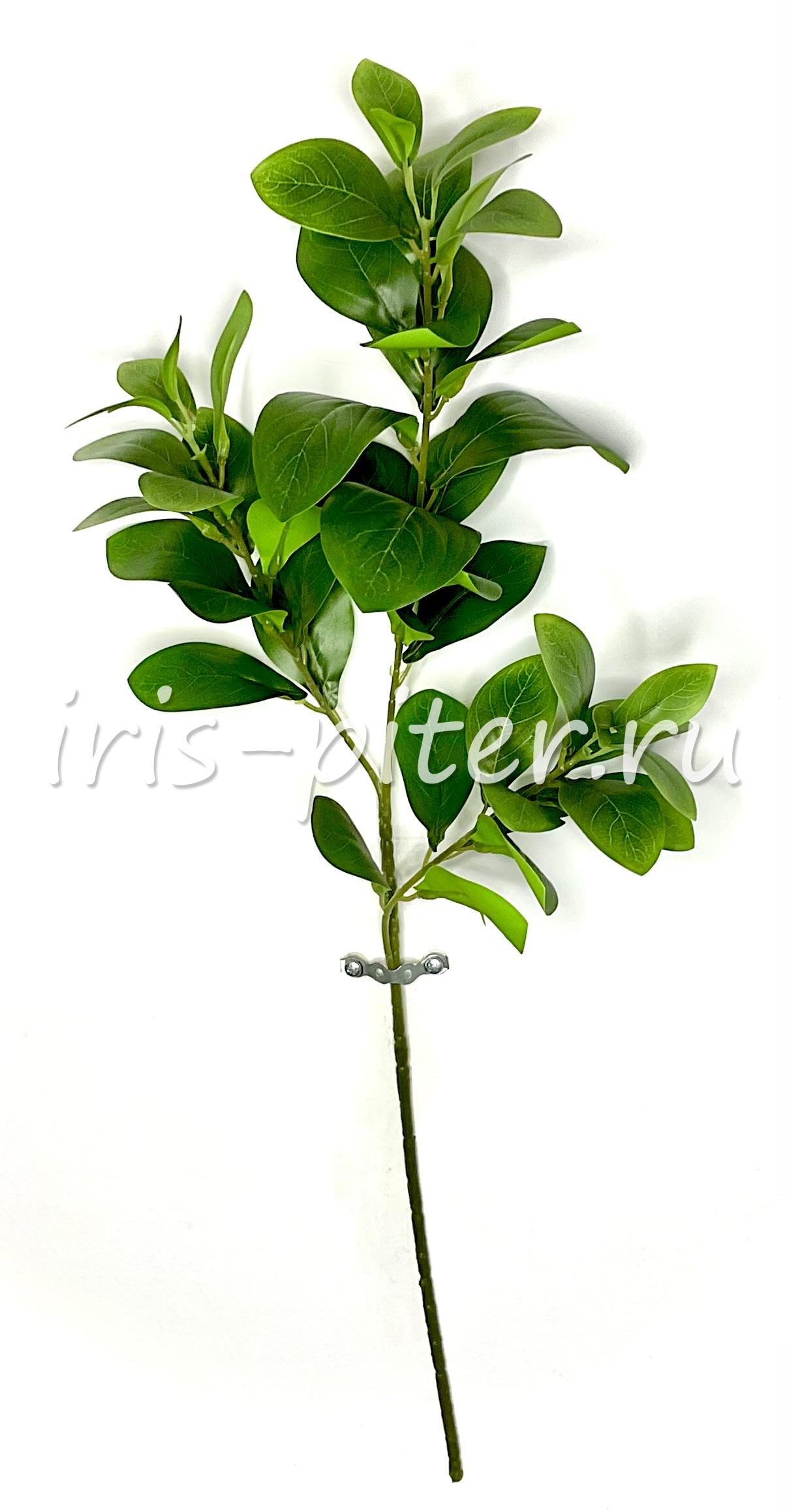 Ветка фасоль 3вет 